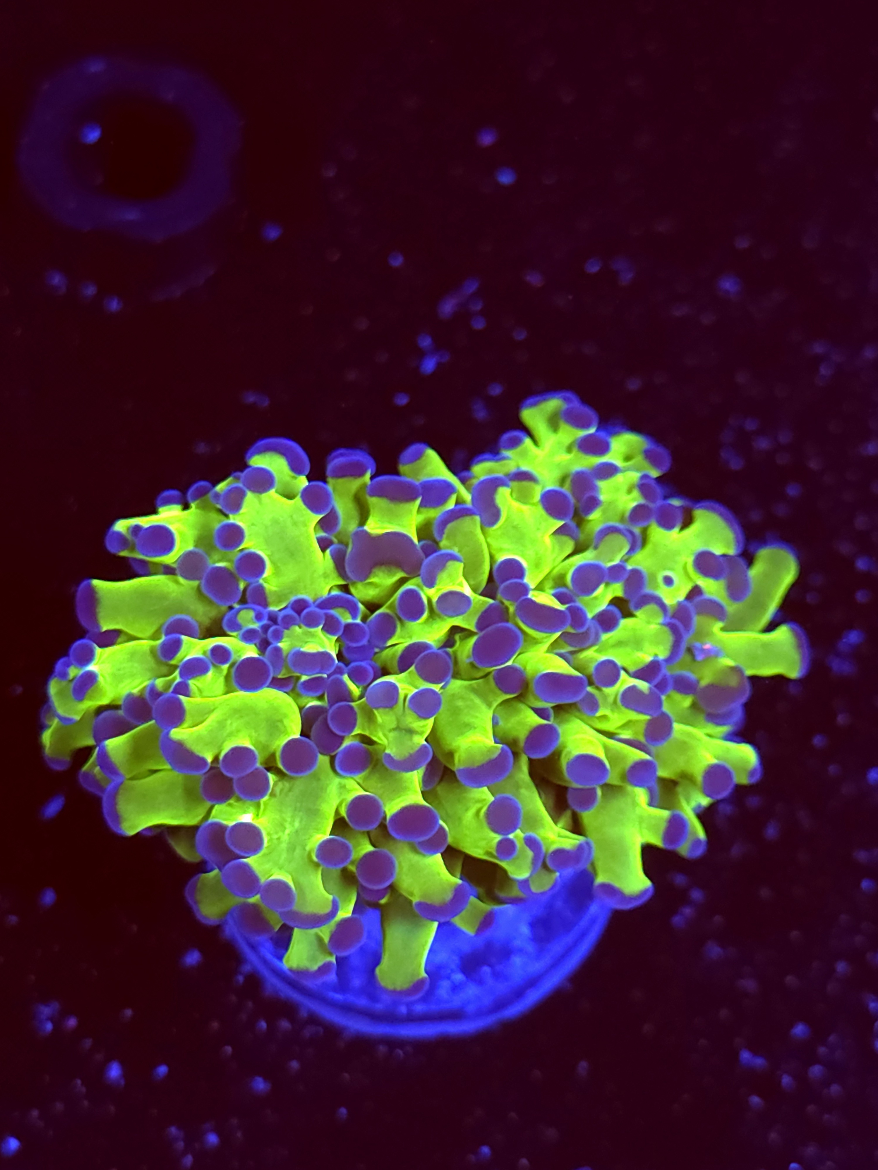 SBB " The Hulk" Frogspawn
