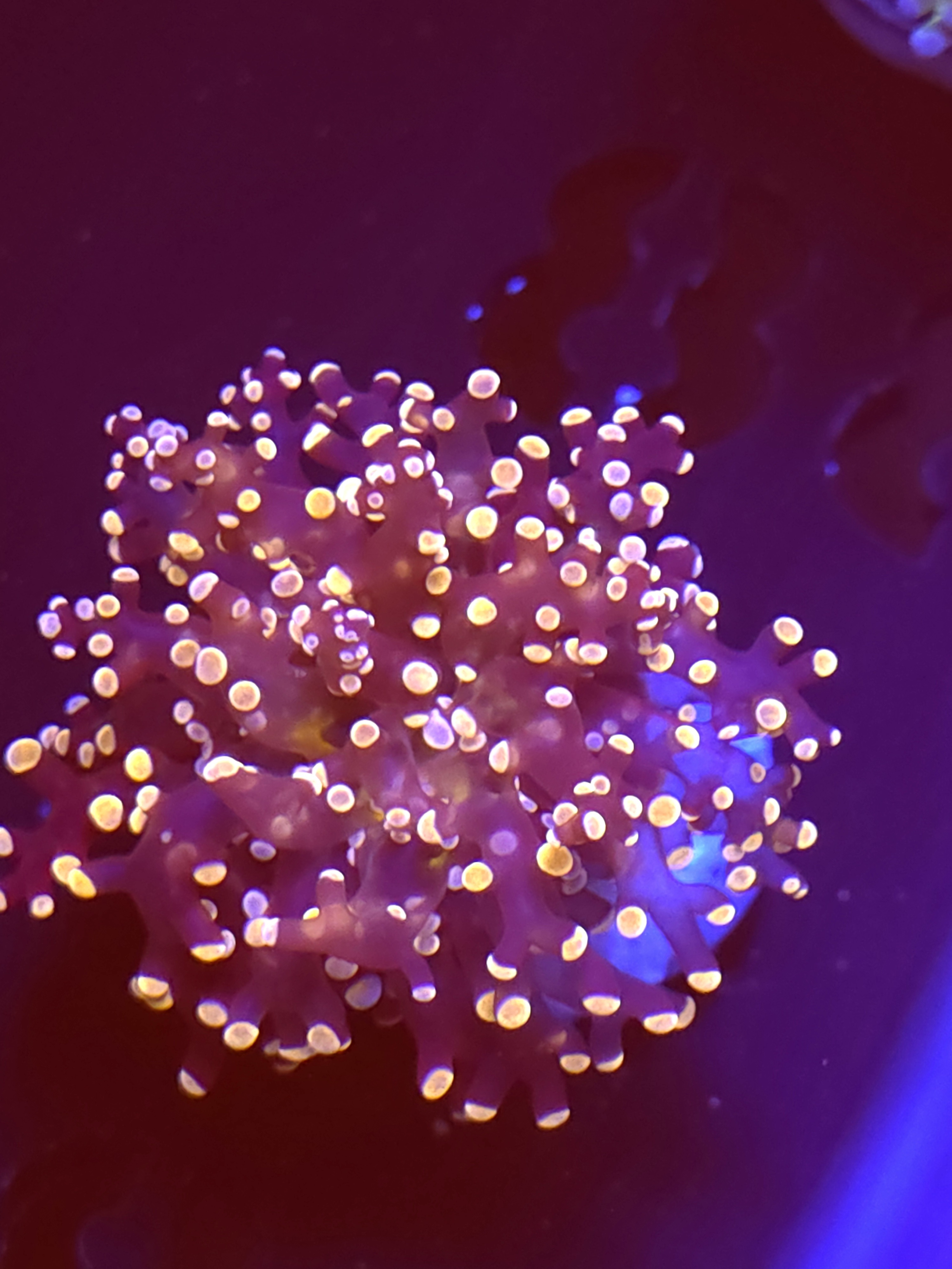 SBB " Lavendor Breeze" Frogspawn