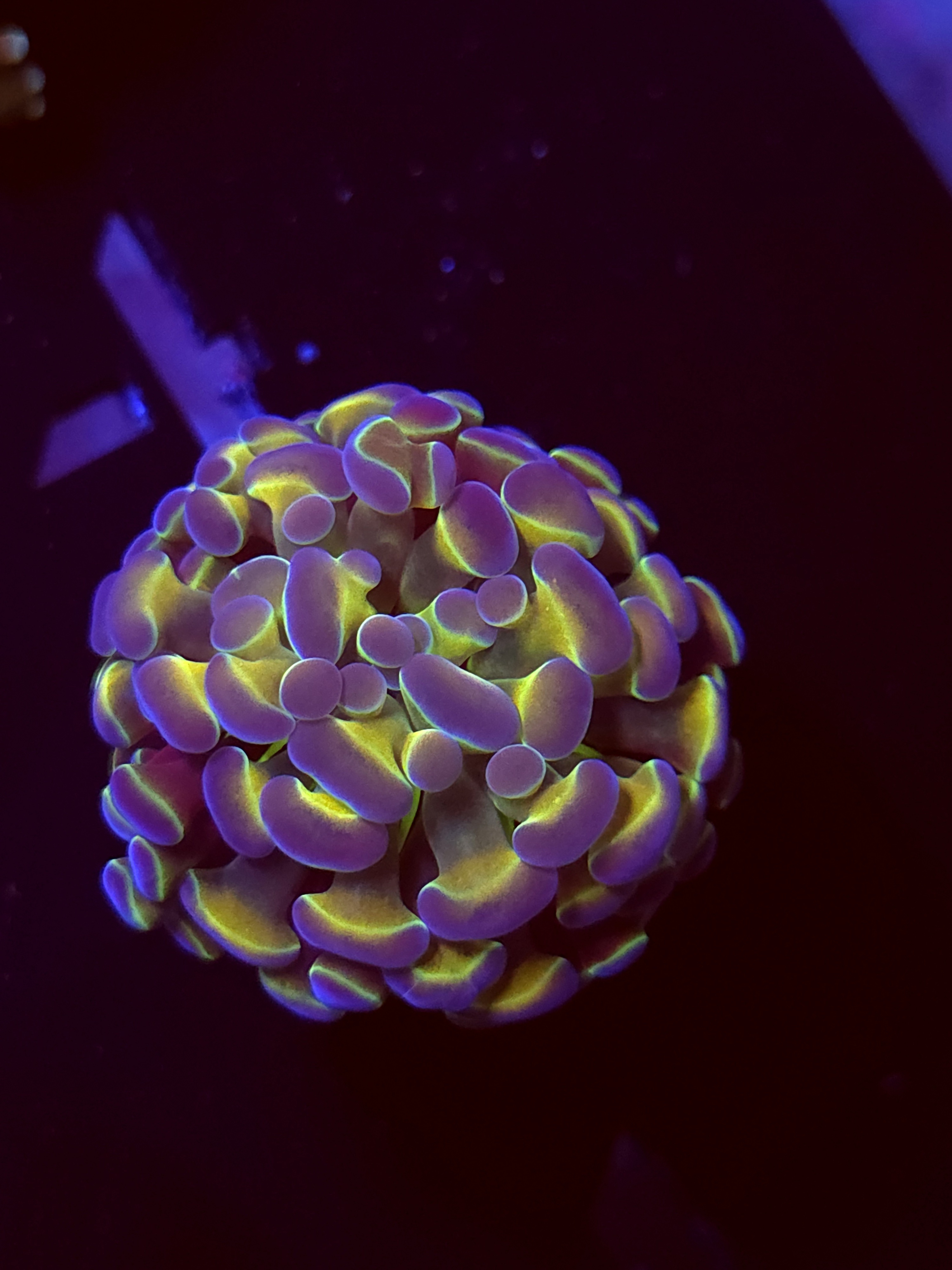 SBB " Hologram" Hammer