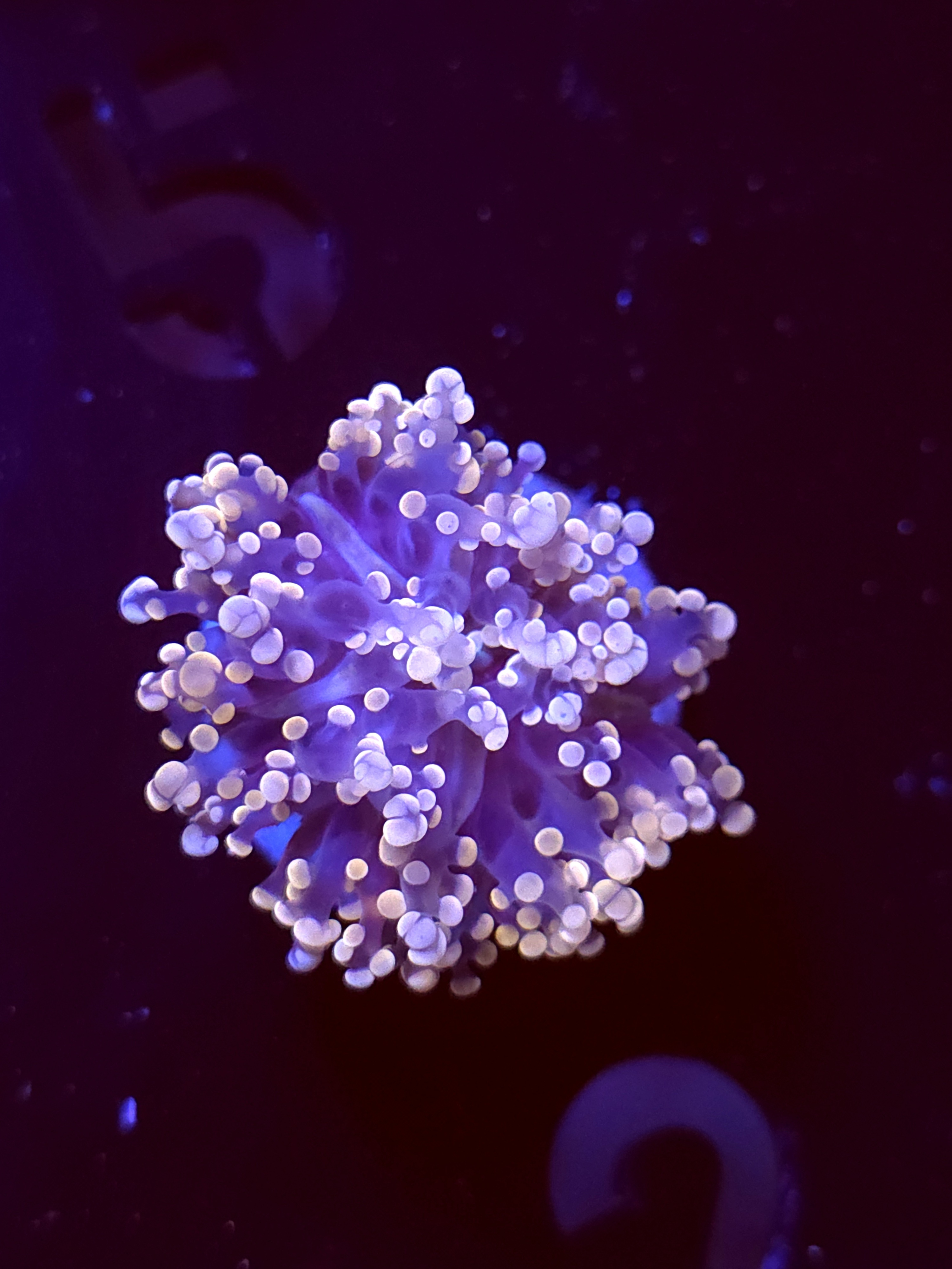 SBB " Lavendor Breeze" Frogspawn