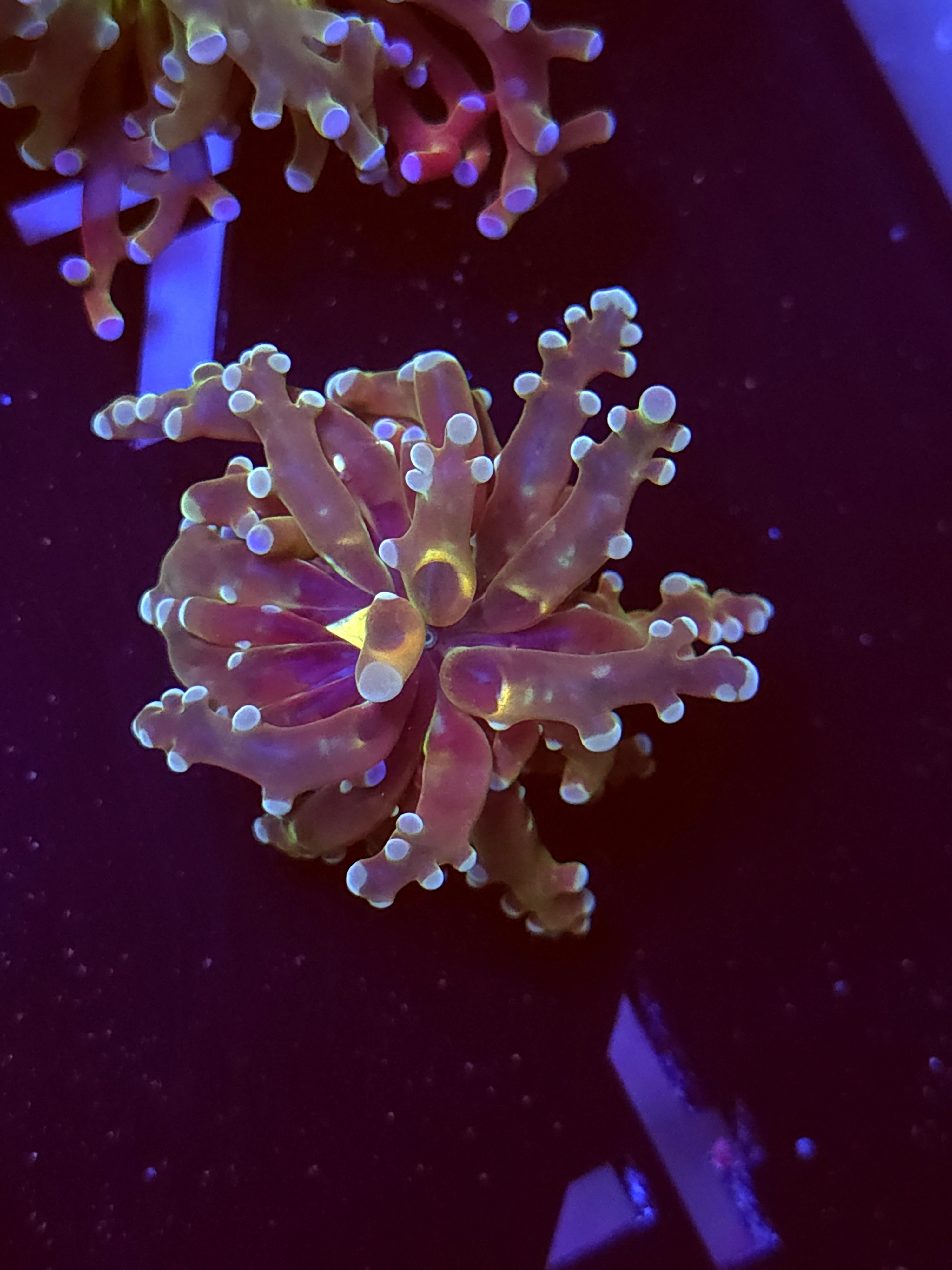 SBB Frogspawn