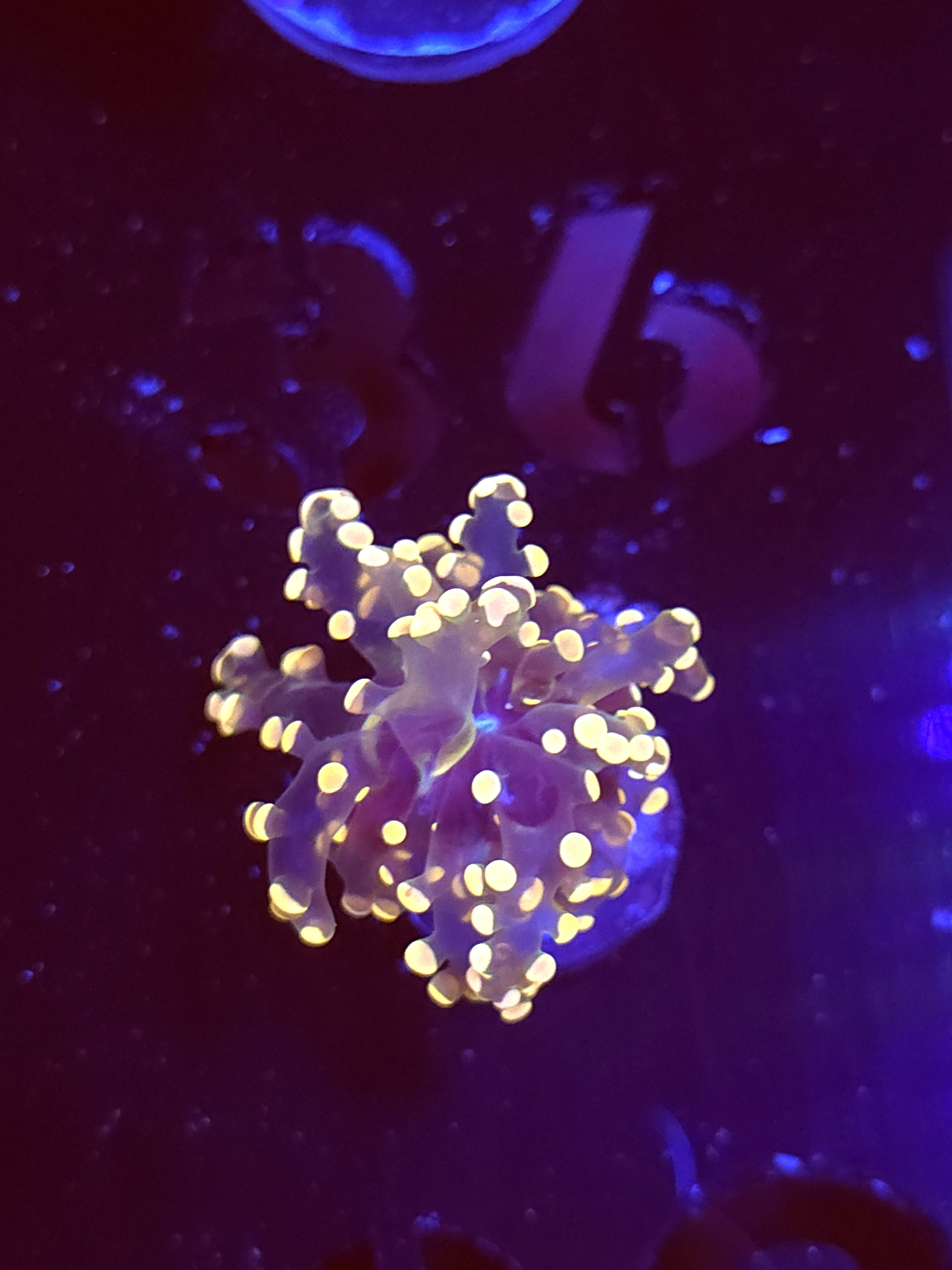 SBB " Lavendor Breeze" Frogspawn