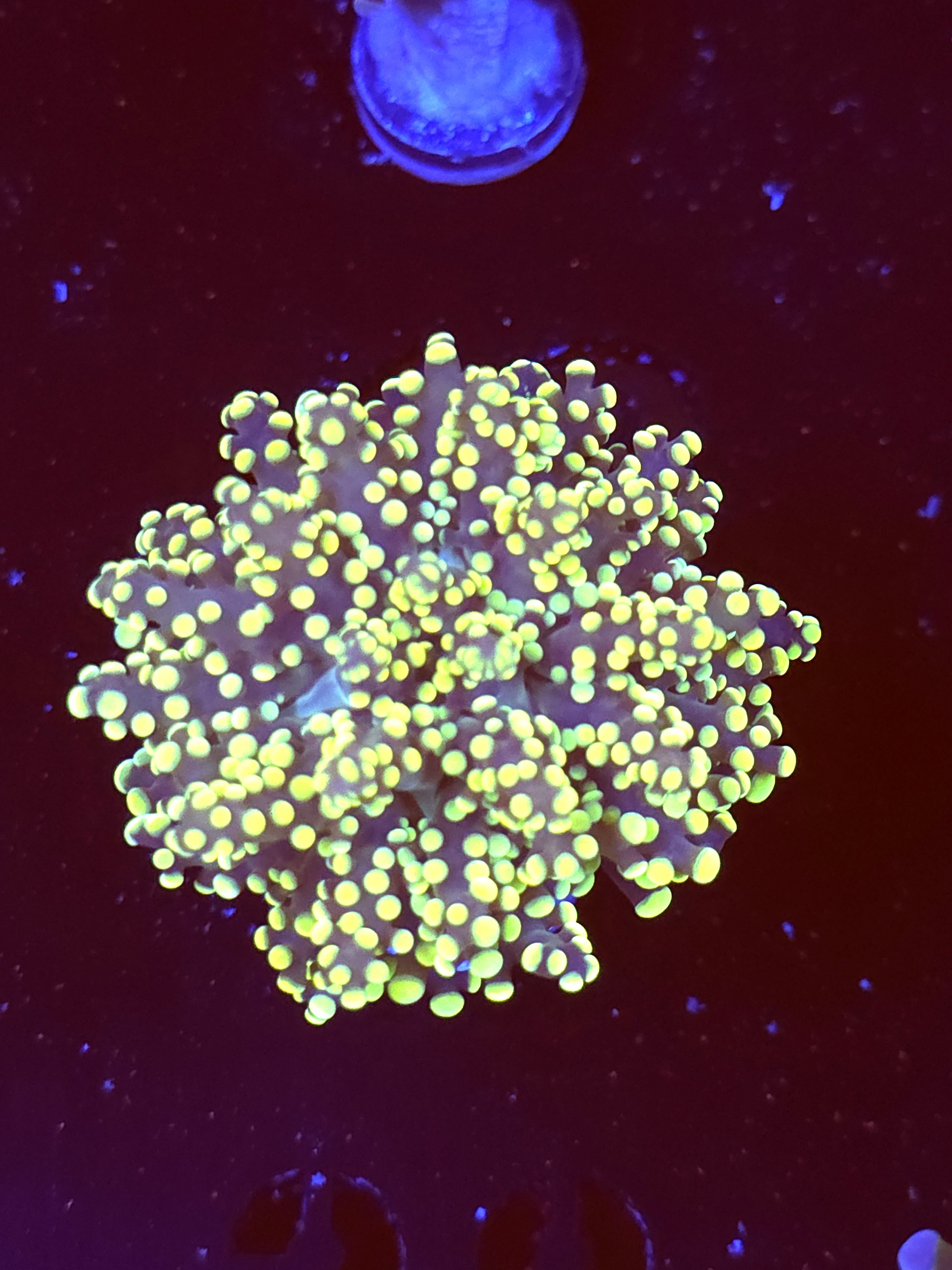SBB "Kermit the Frog" Frogspawn