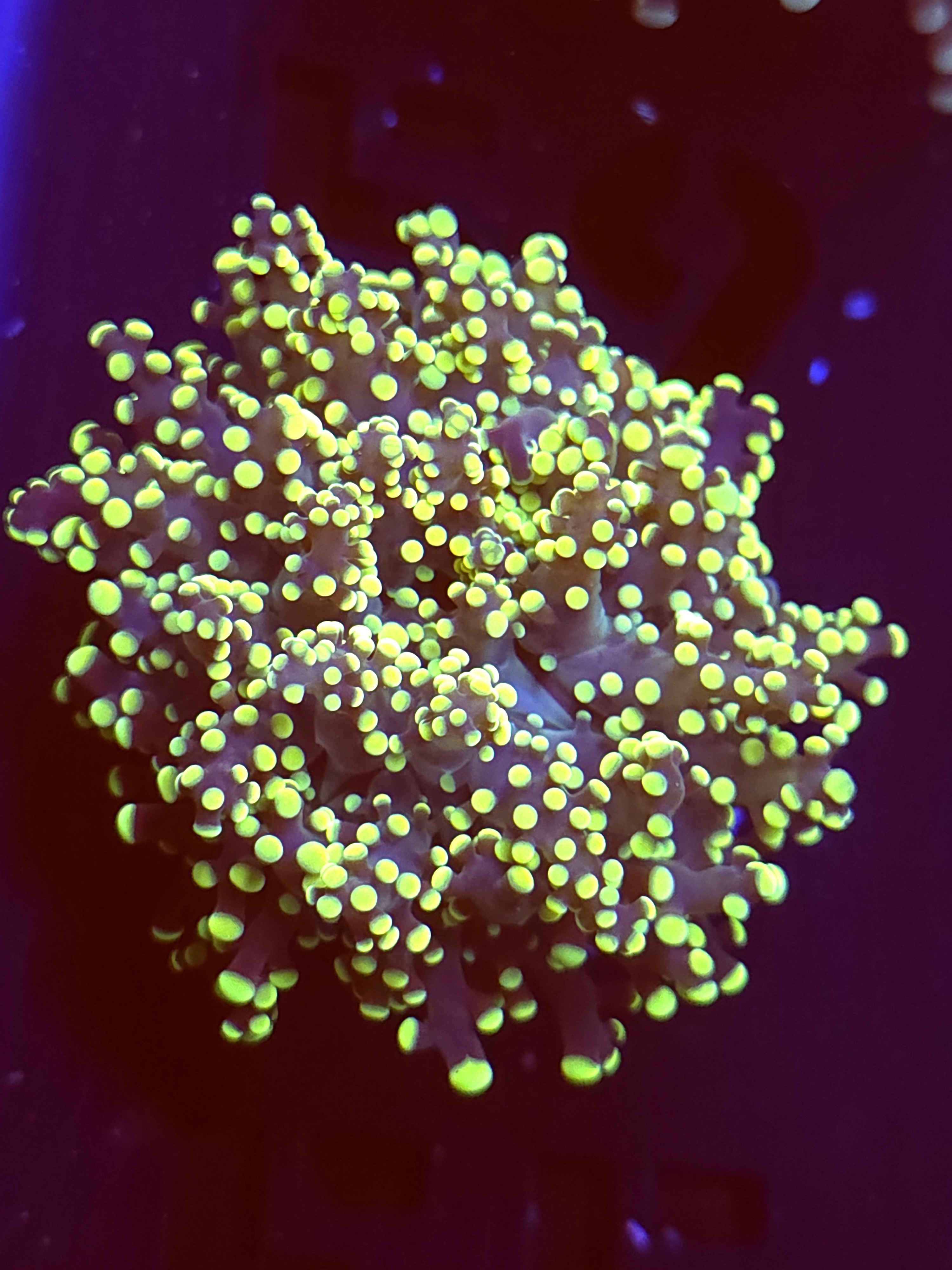 SBB " Kermit the Frog" Frogspawn