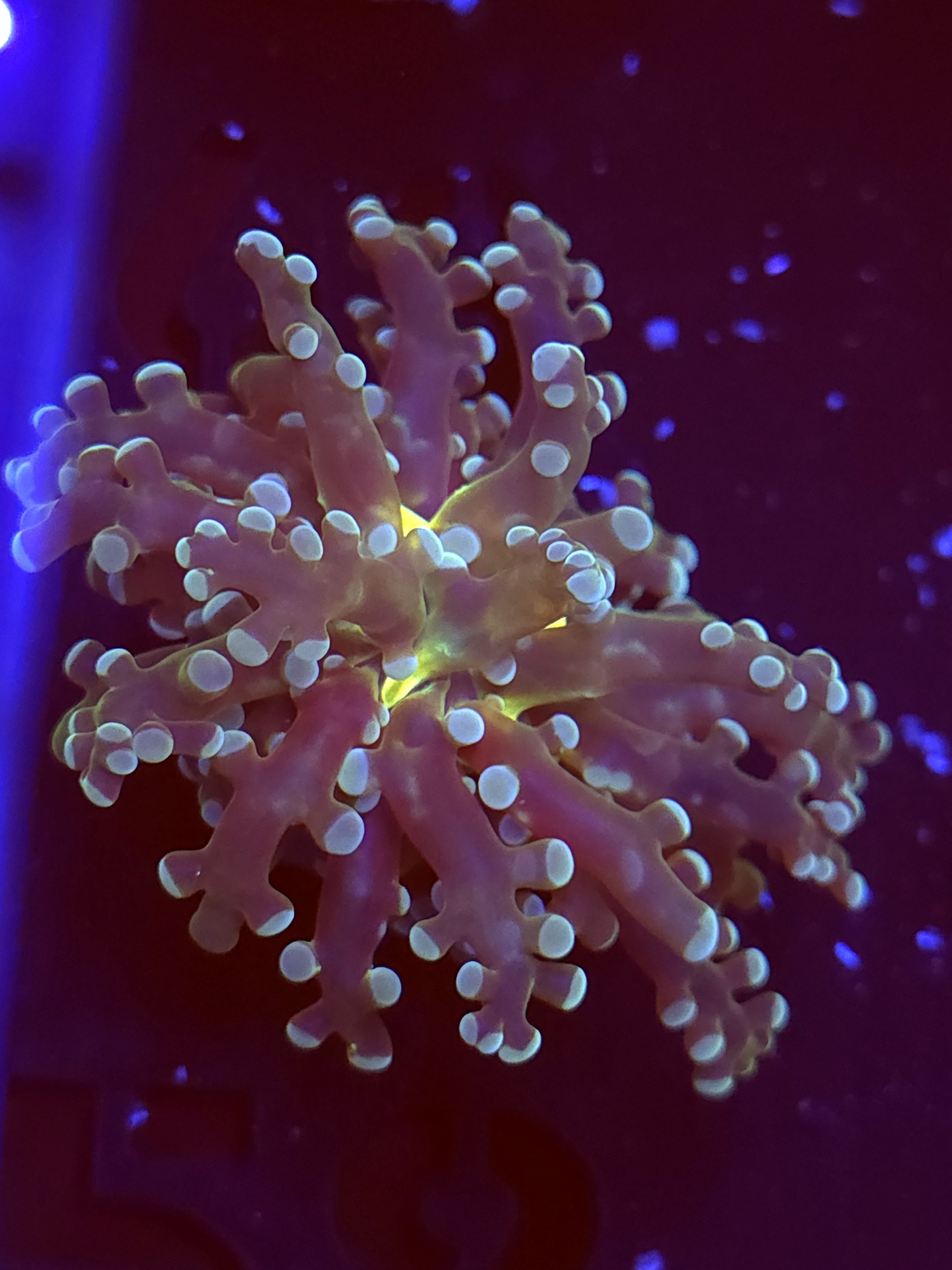 SBB Frogspawn