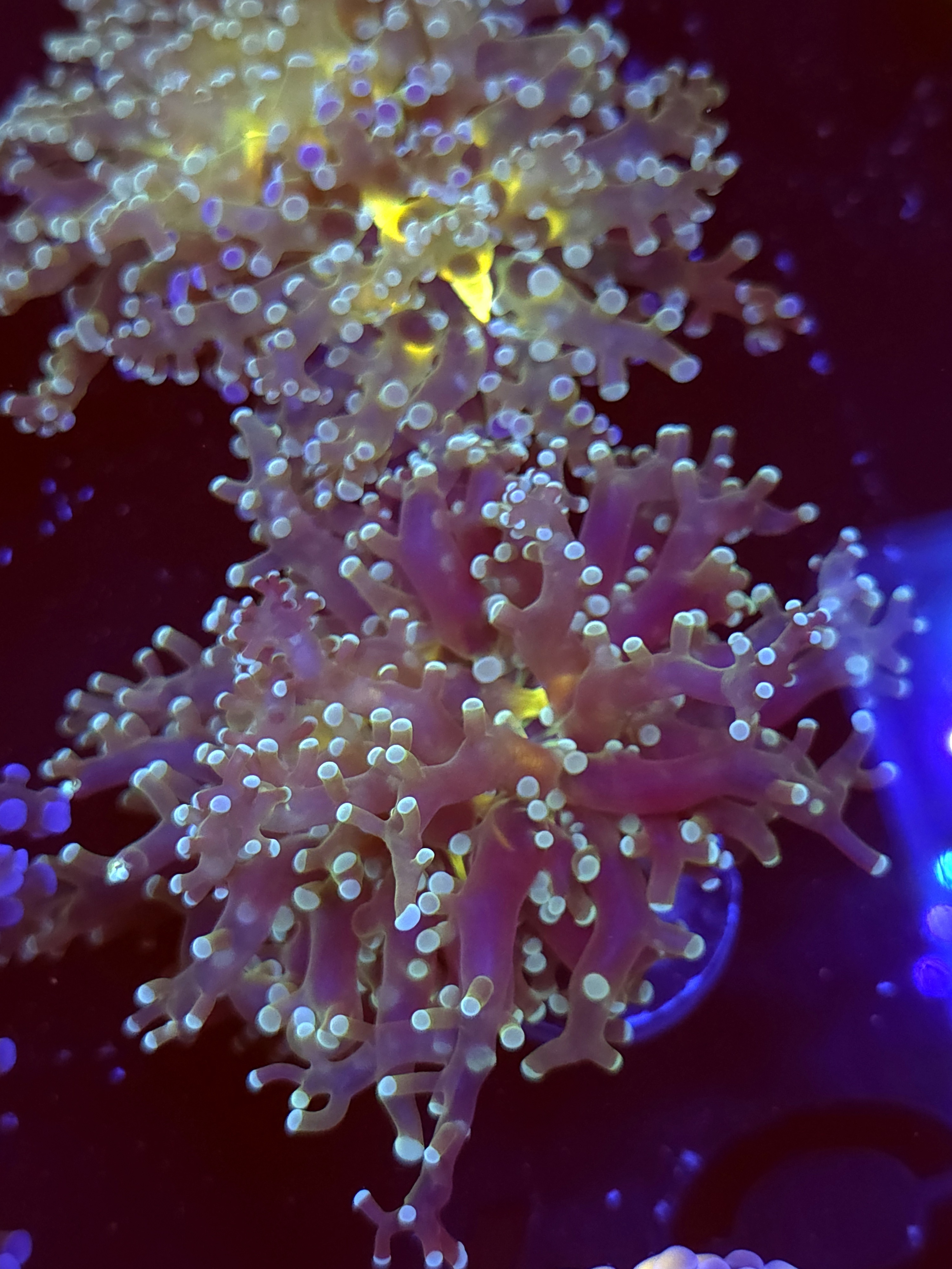 SBB " Blues Clues" Frogspawn