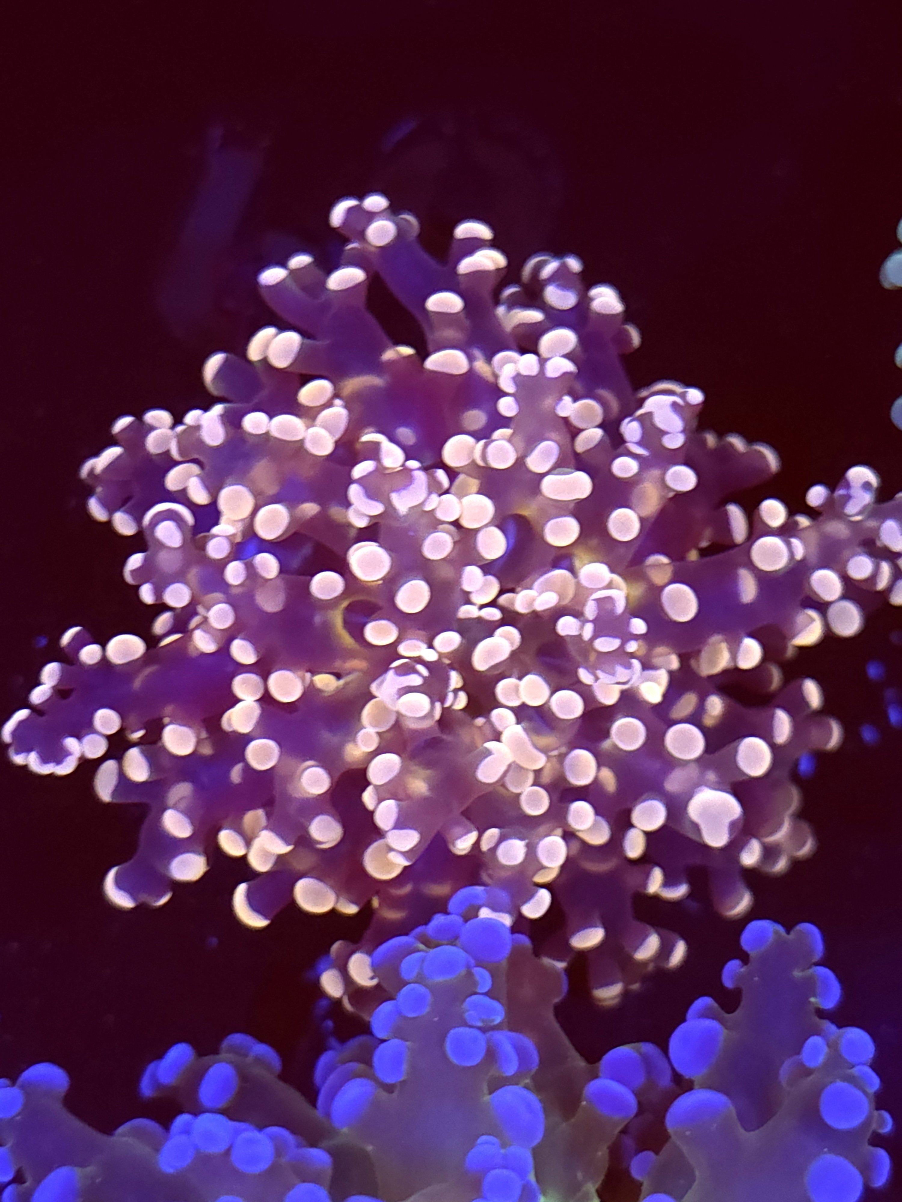 SBB " Lavendor Breeze" Frogspawn