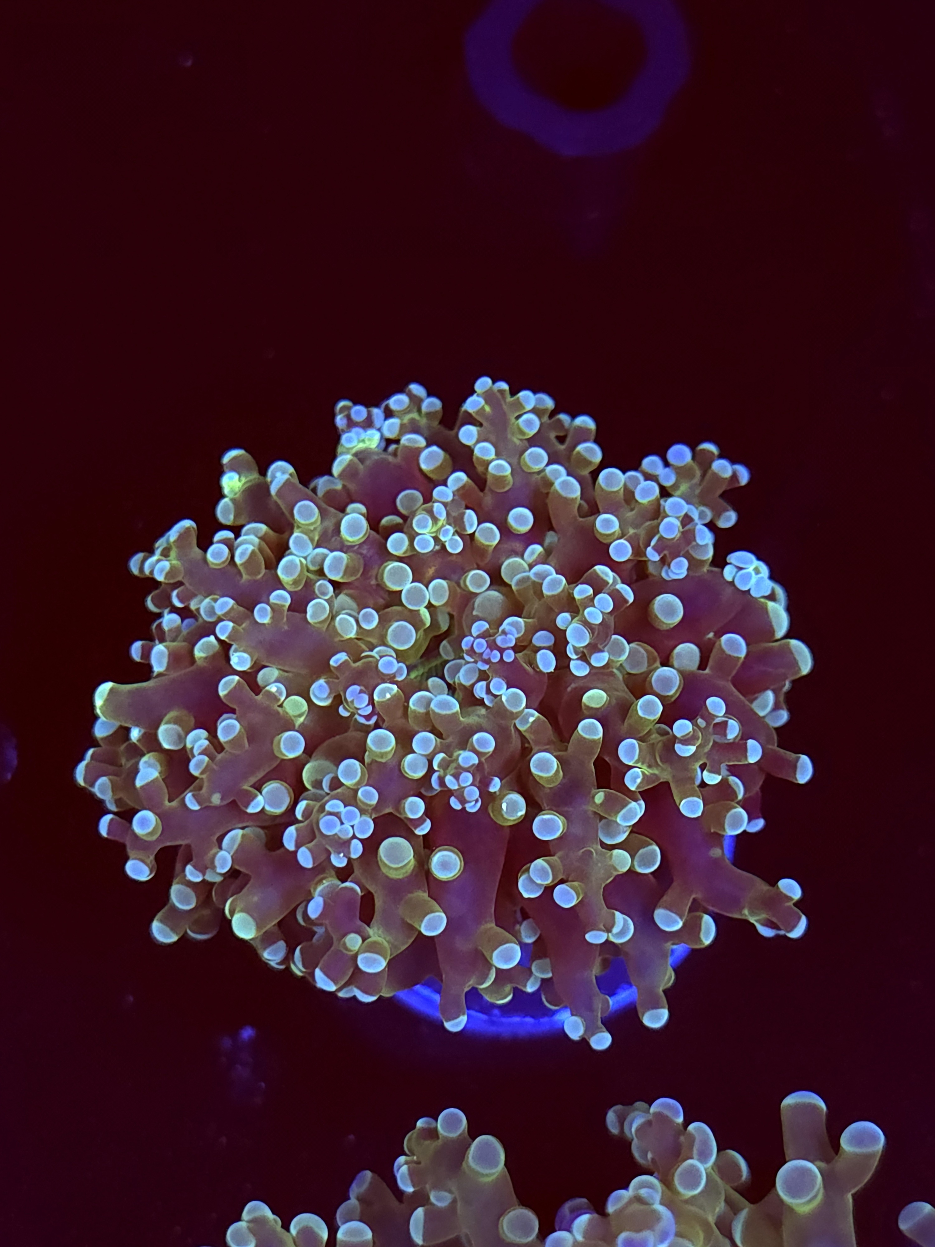 SBB Frogspawn