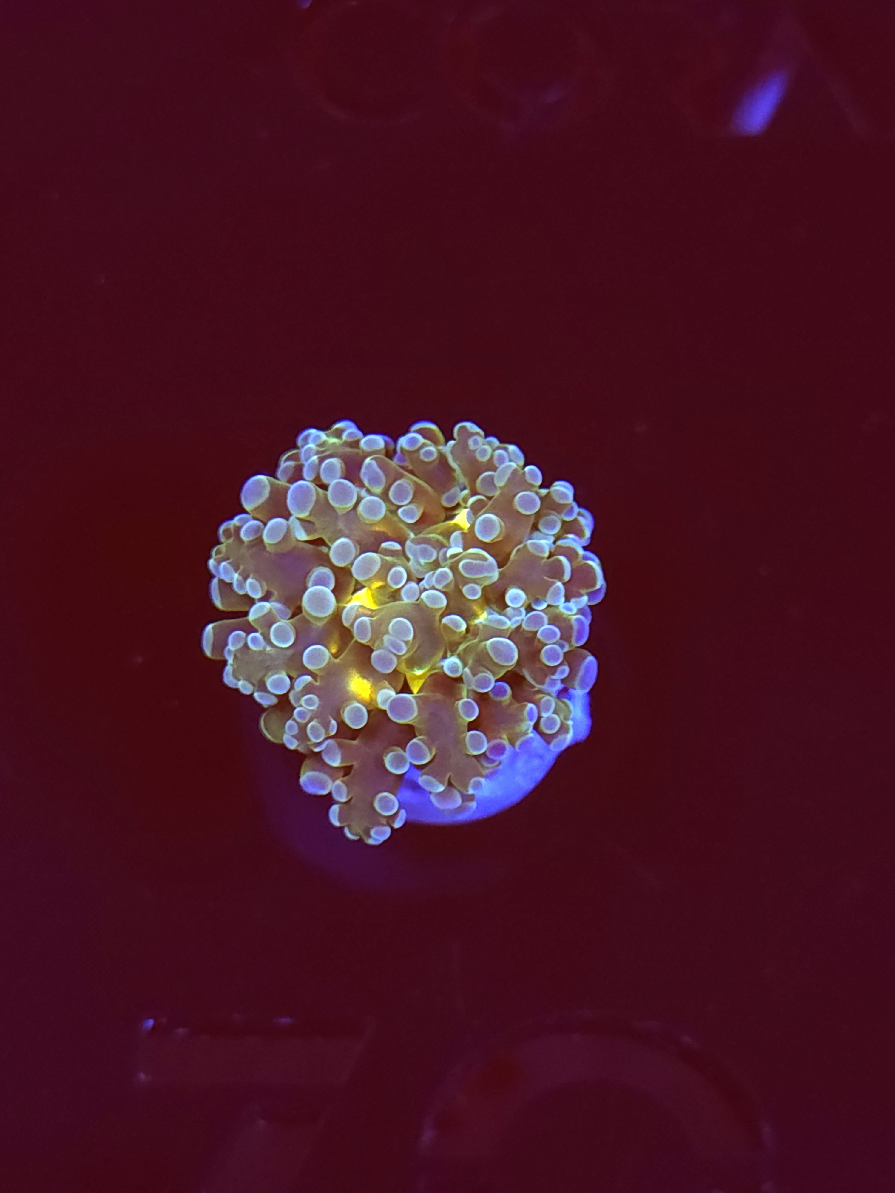 SBB baby Frogspawn