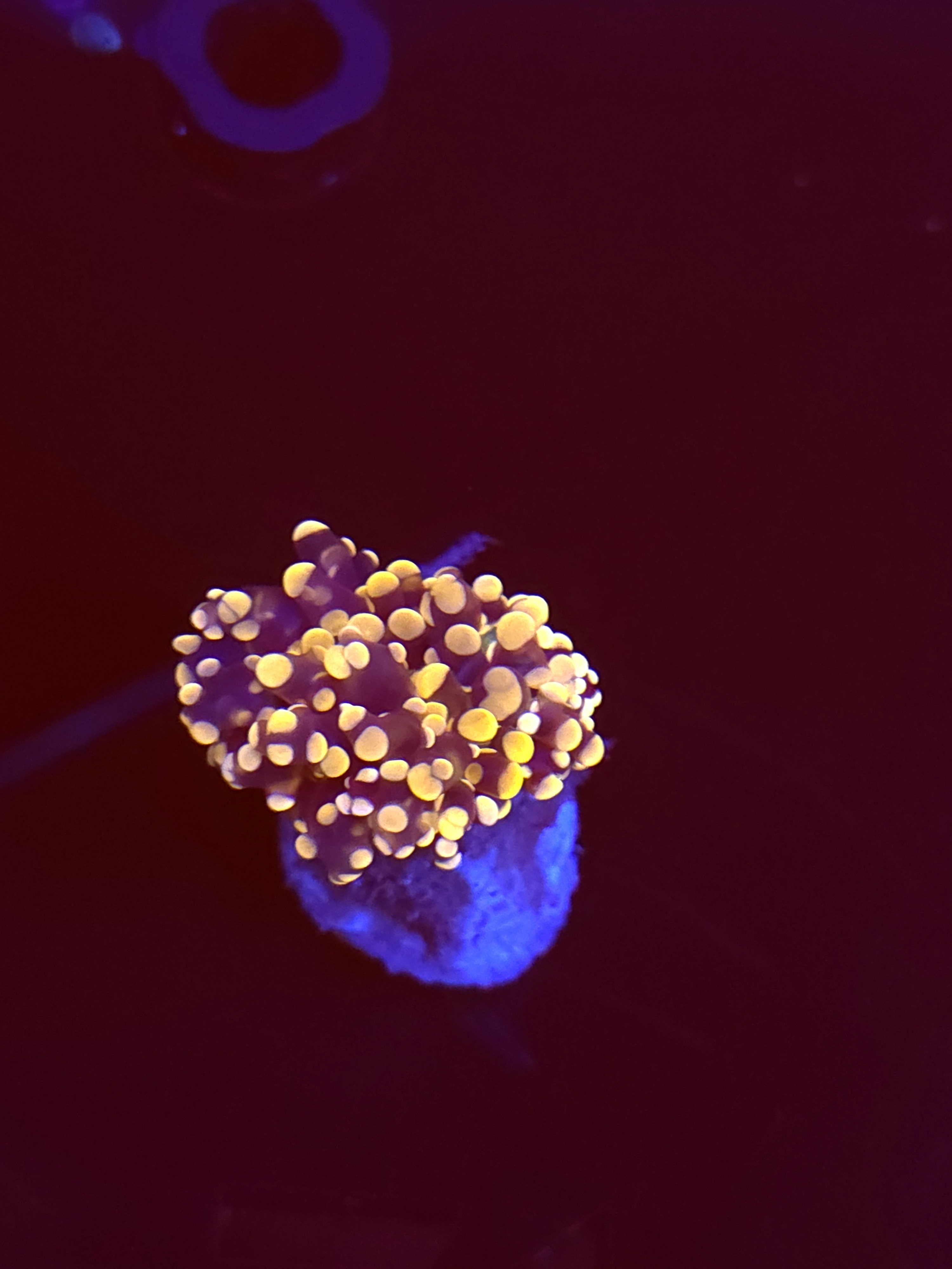 SBB baby Frogspawn