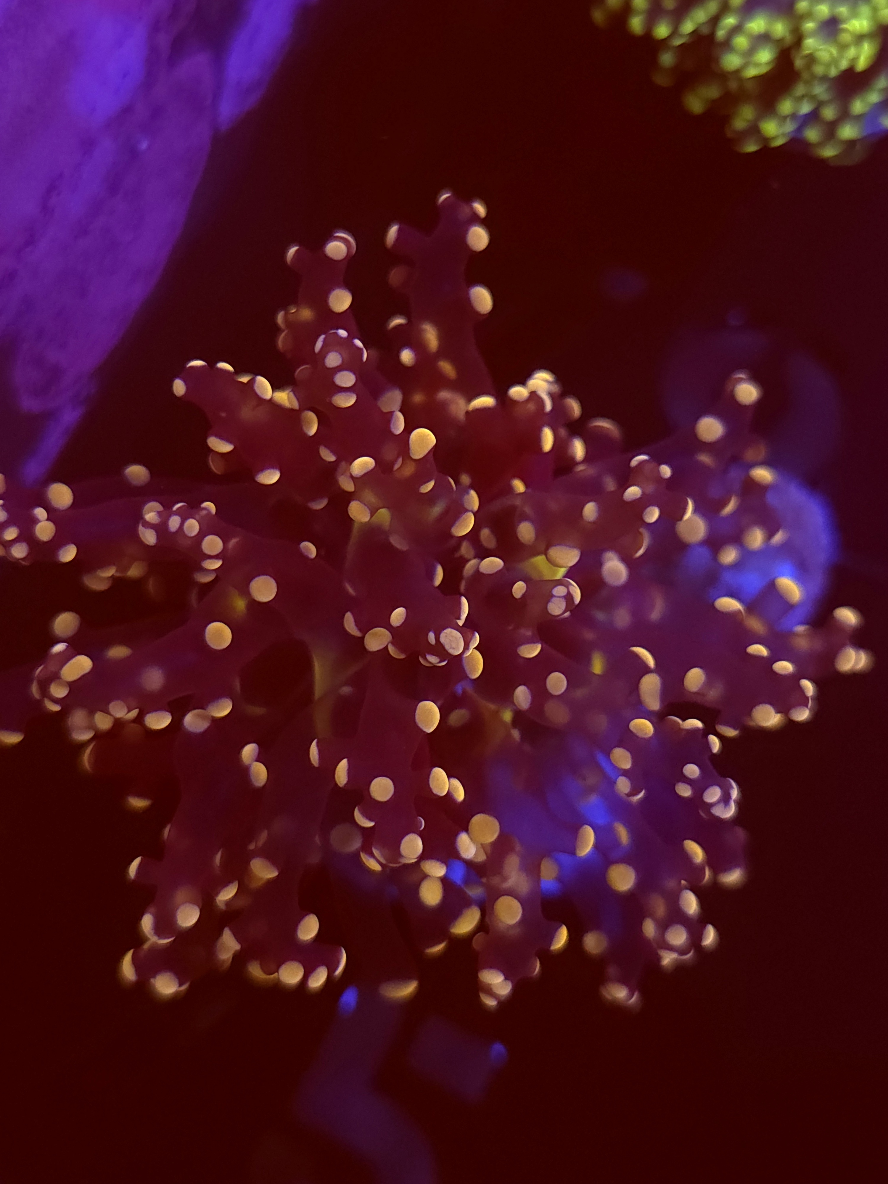 SBB " Lavendor Breeze" Frogspawn
