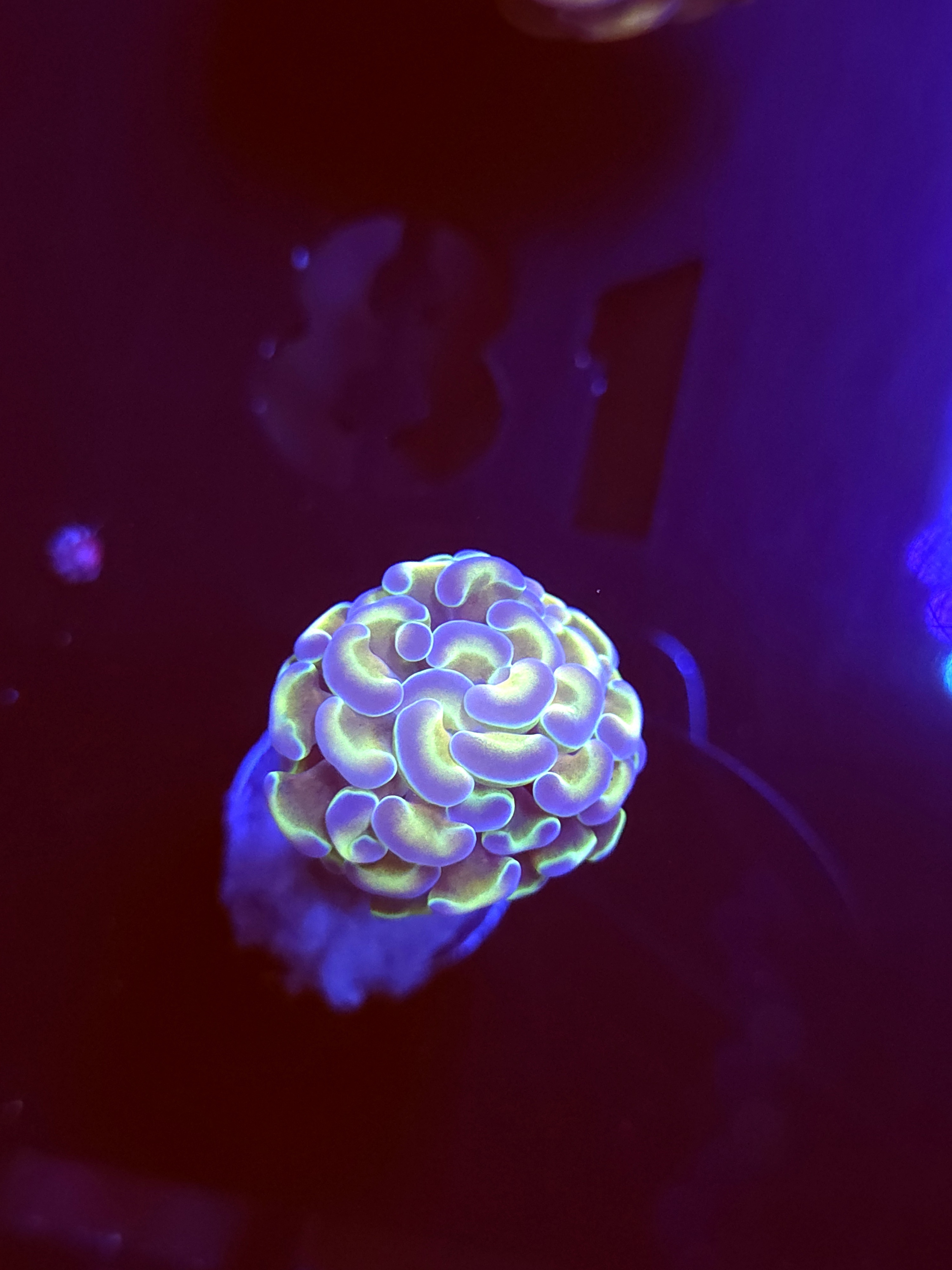 SBB " Hologram " Hammer