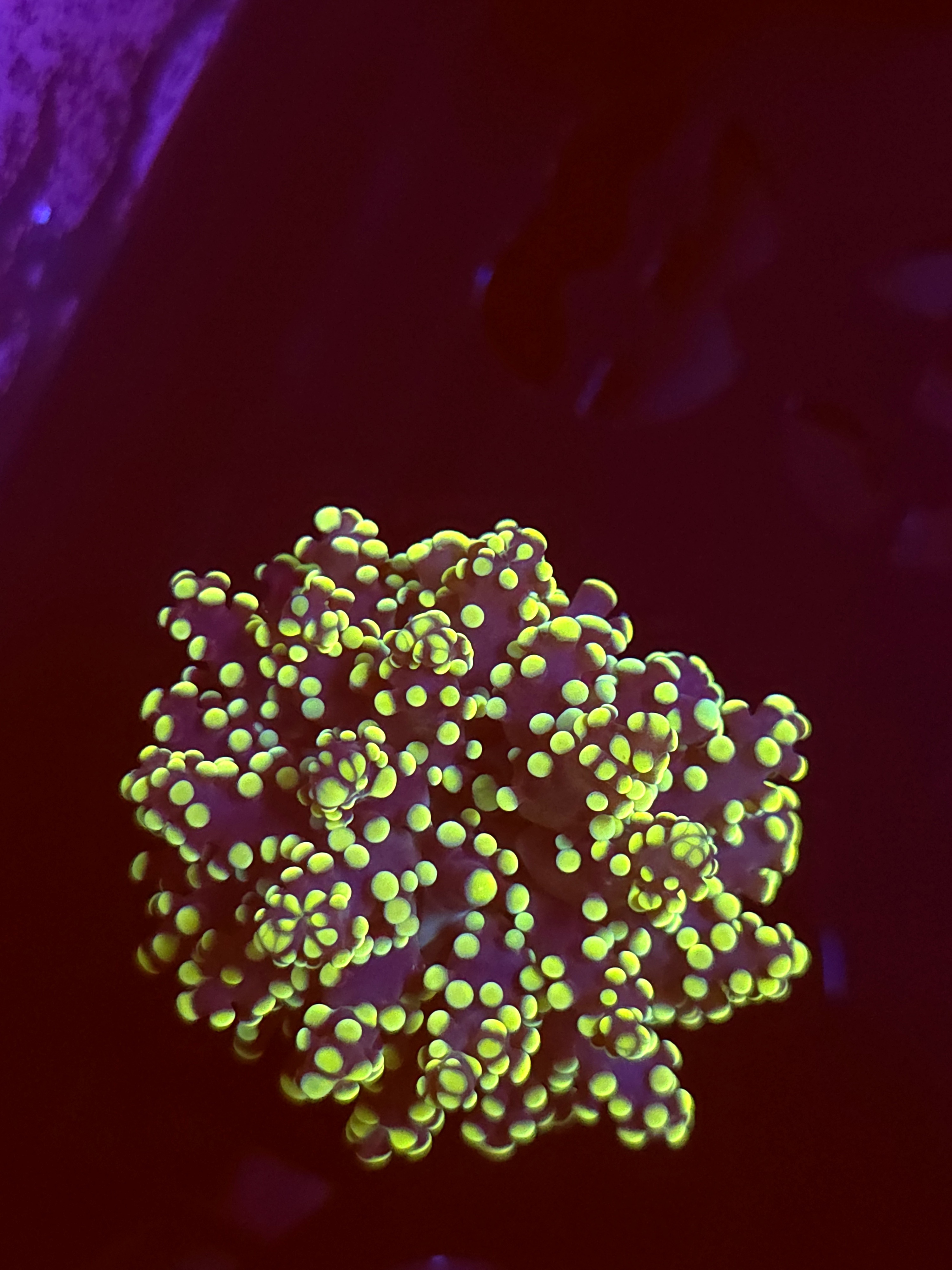 SBB " Kermit the Frog" Frogspawn