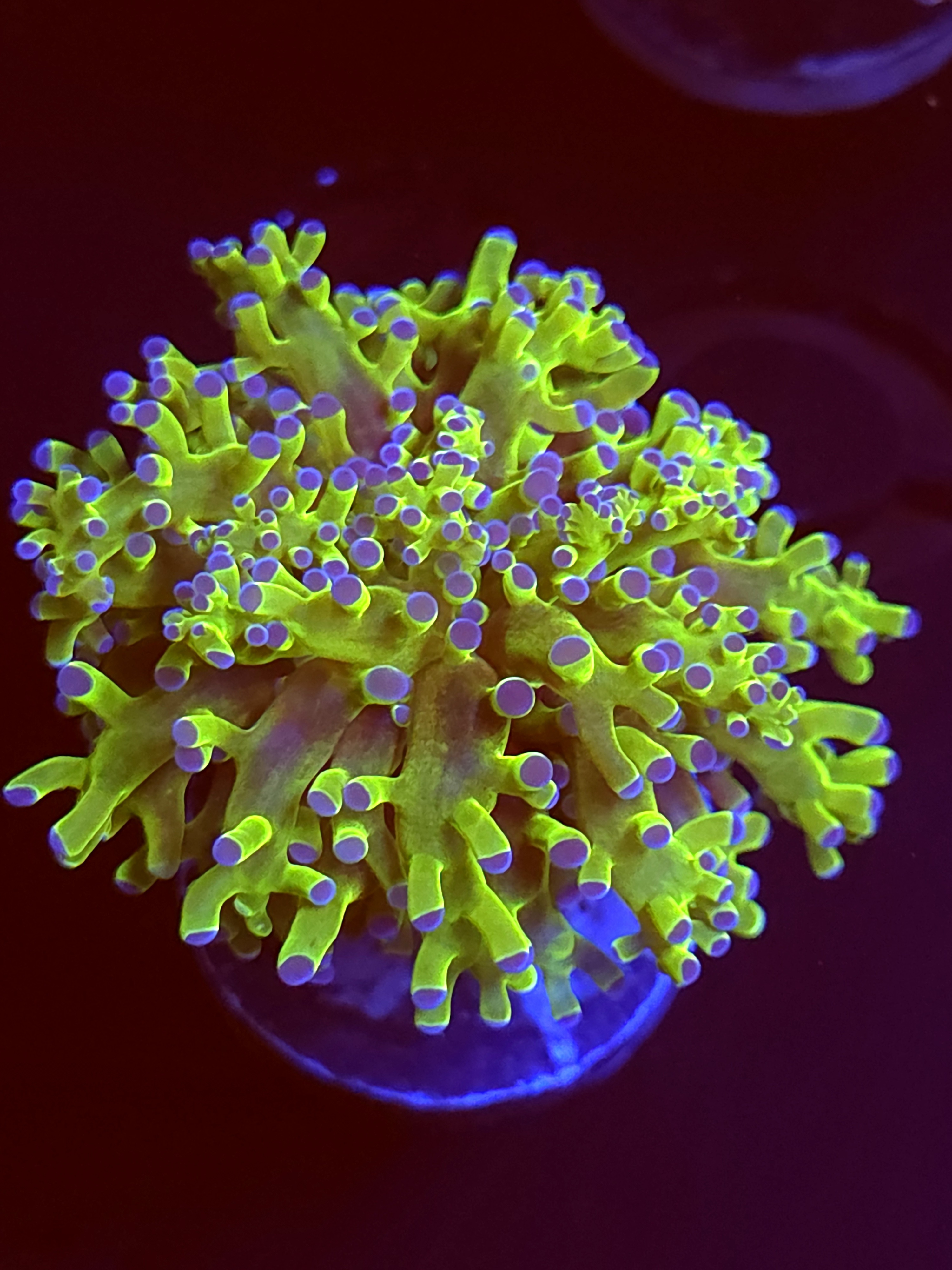 SBB " The hulk" Frogspawn