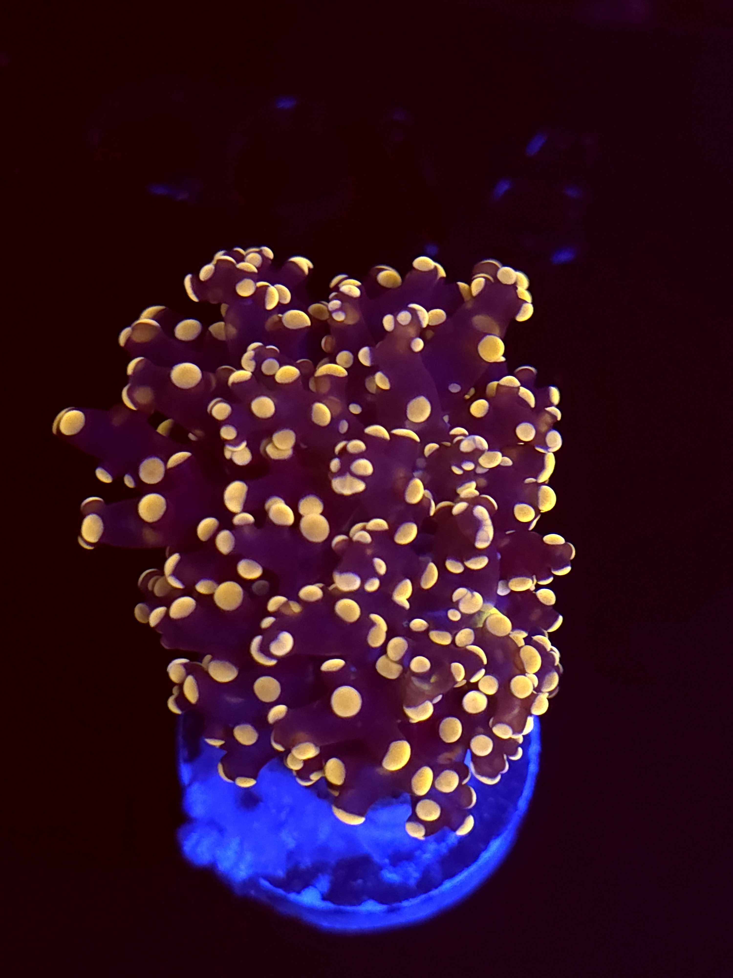 SBB " Lavendor Breeze" Frogspawn