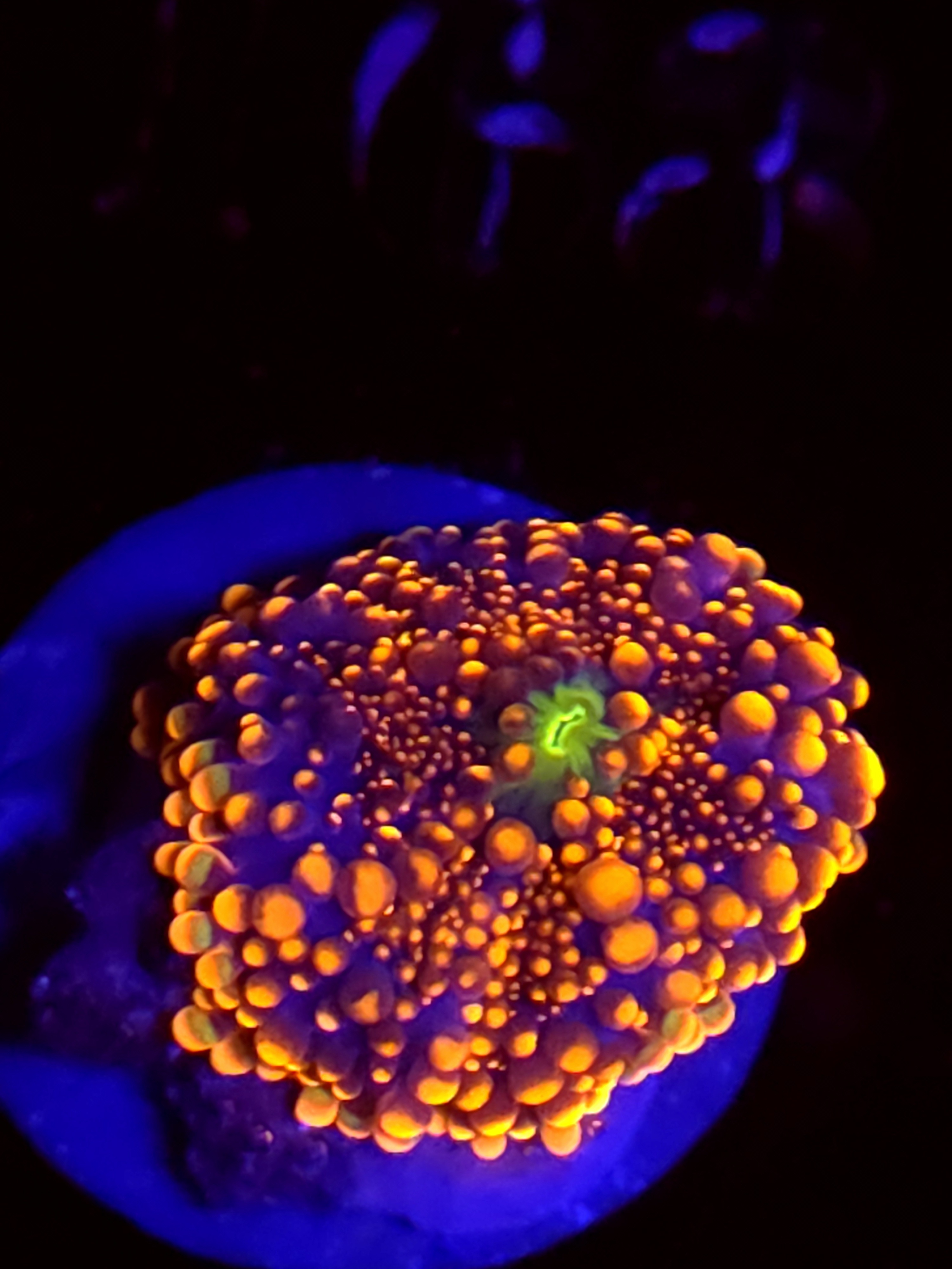 SBB "No Name" Mushroom Small