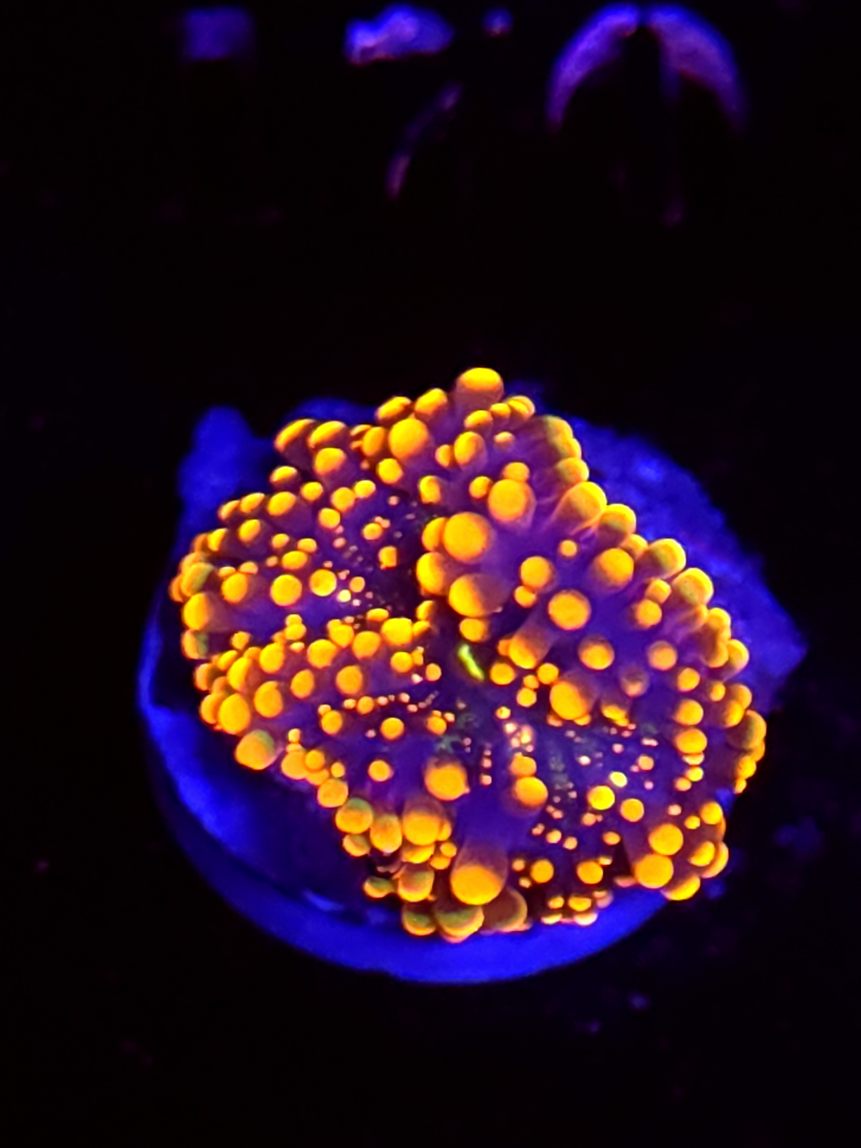 SBB "No Name" Mushroom Small