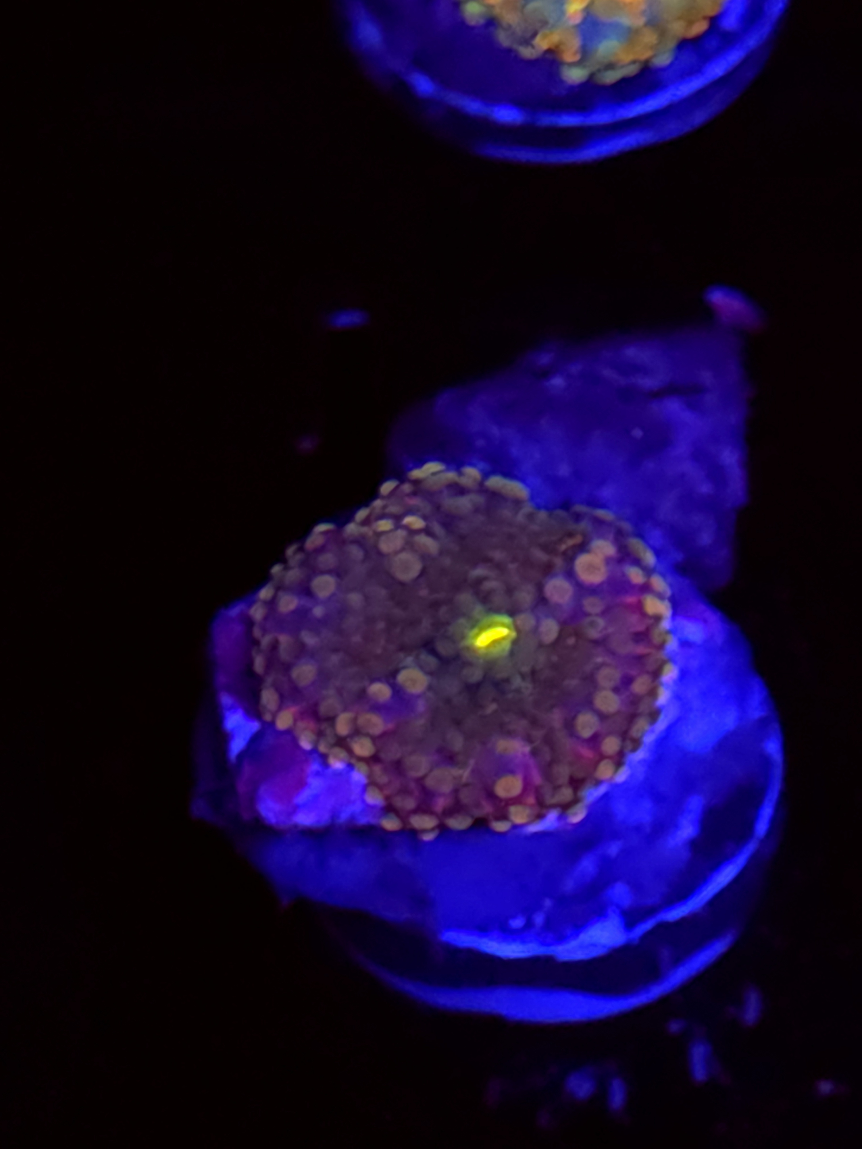 SBB "No Name" Mushroom Small