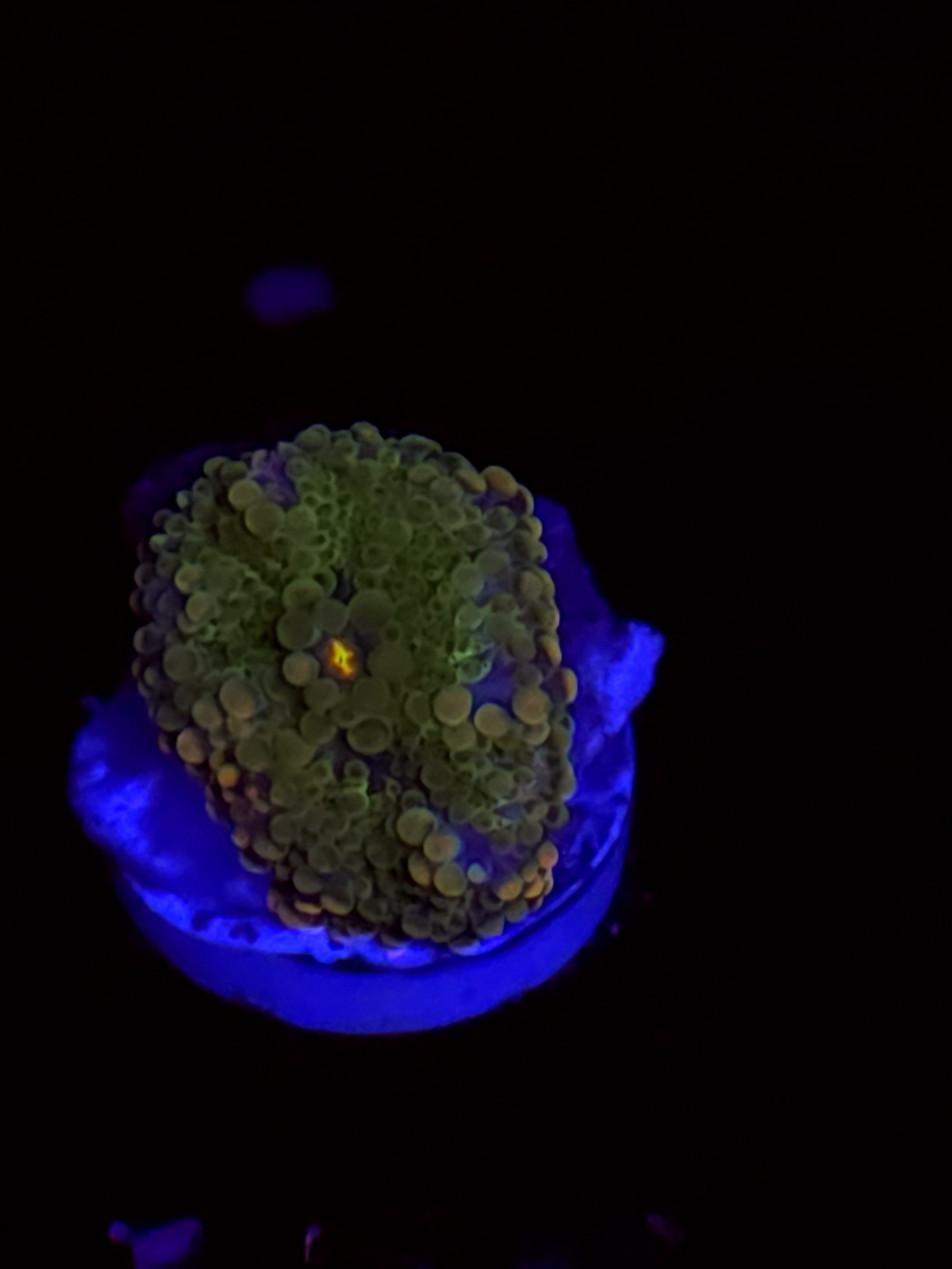 SBB "No Name" Mushroom Small