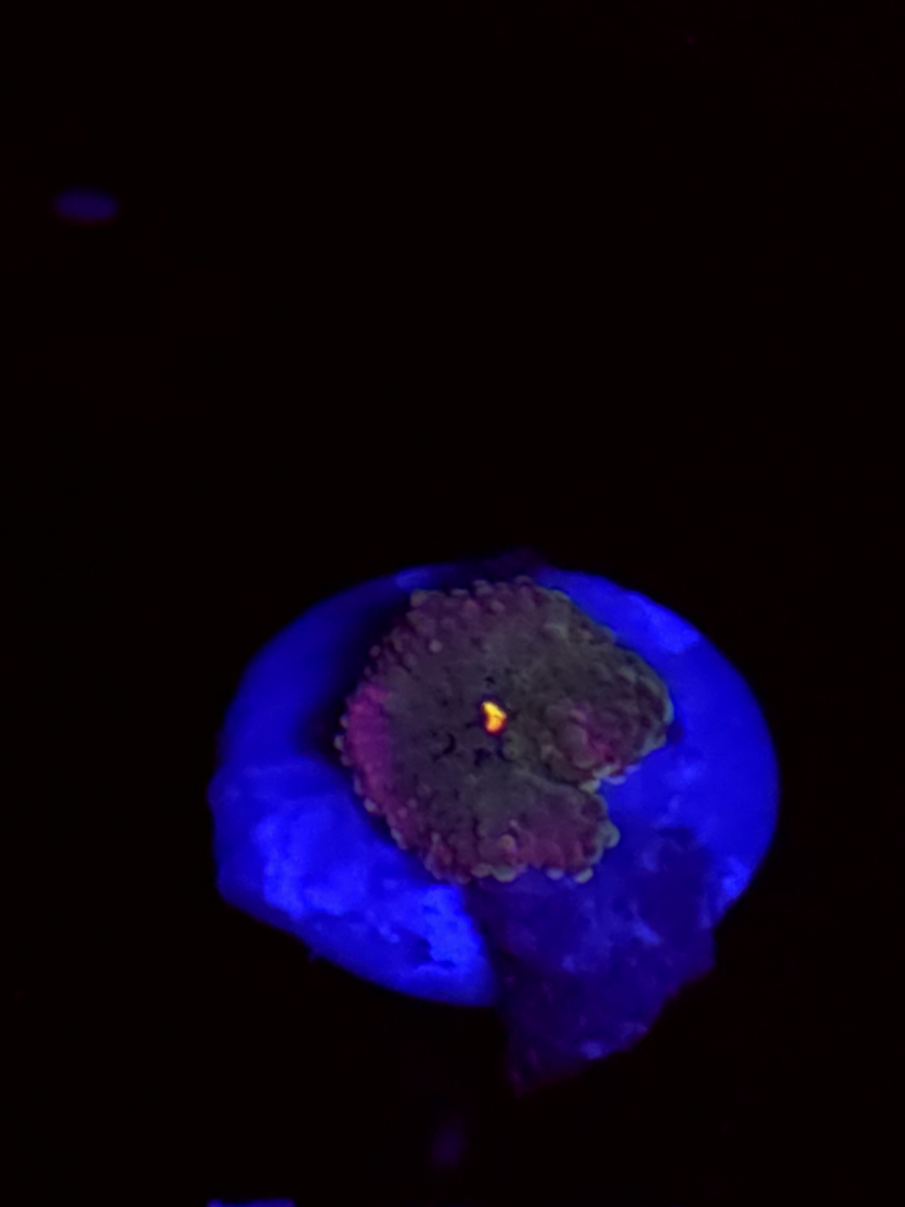 SBB "No Name" Mushroom Tiny
