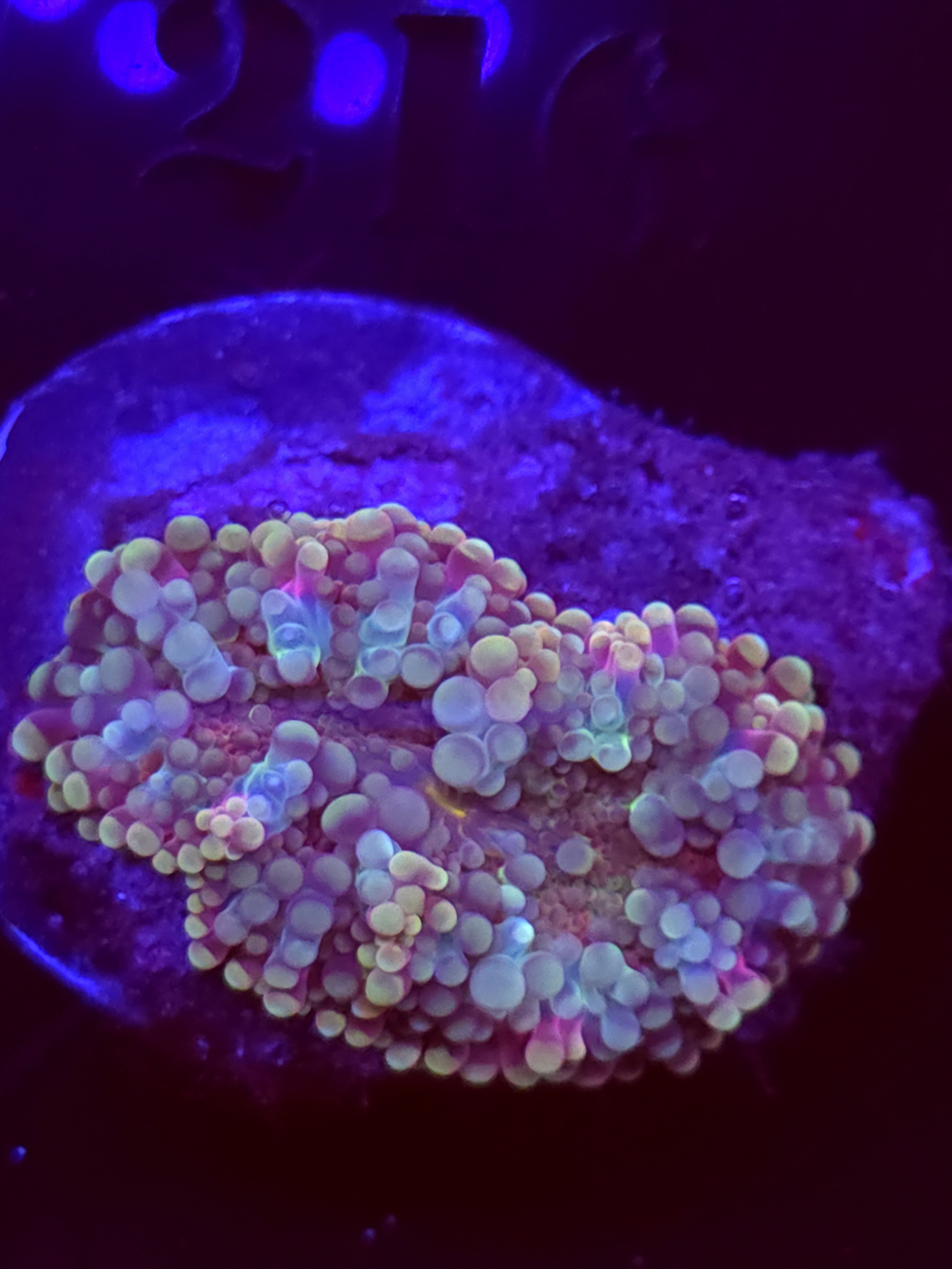 SBB "No Name" Mushroom Medium