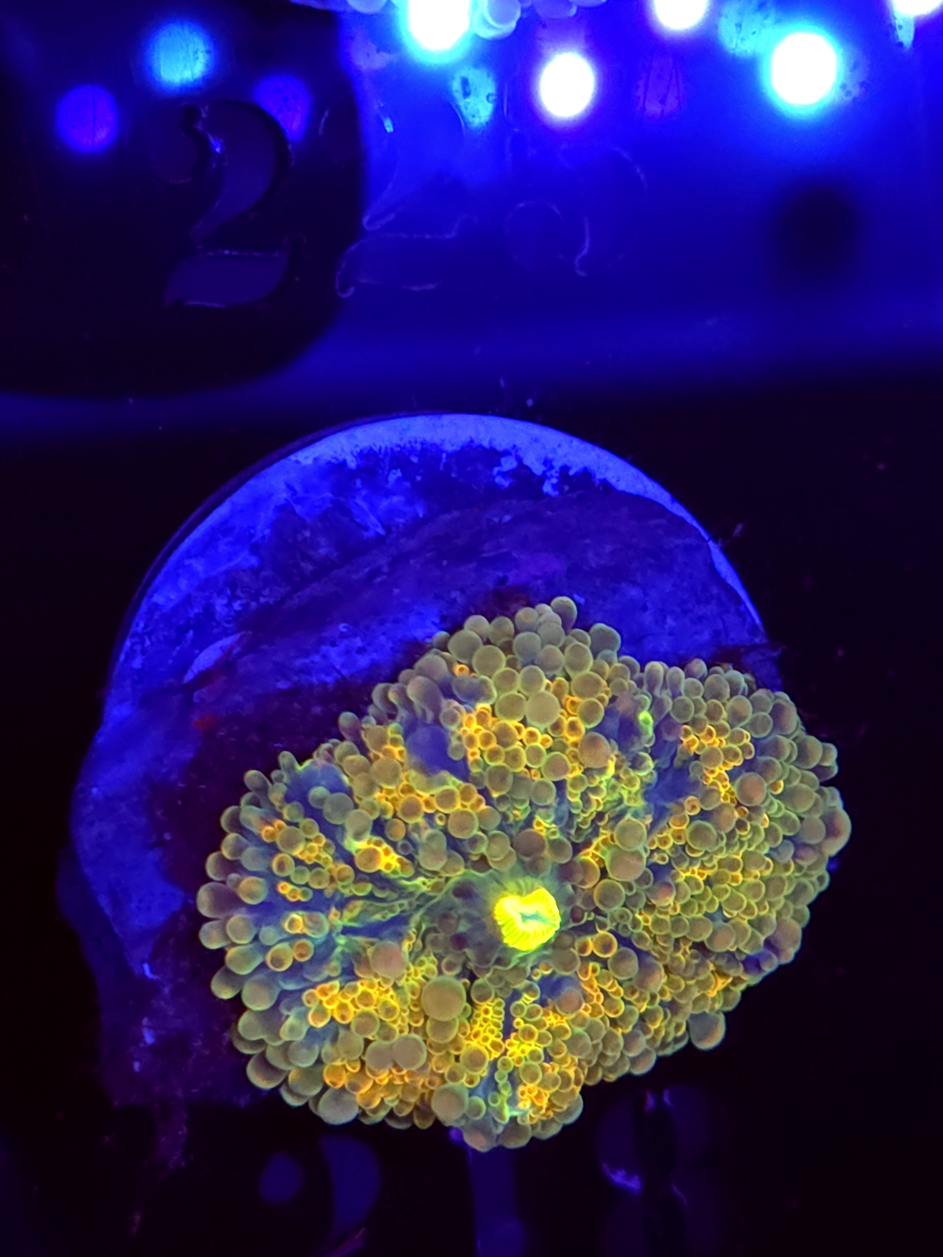 SBB "No Name" Mushroom Medium
