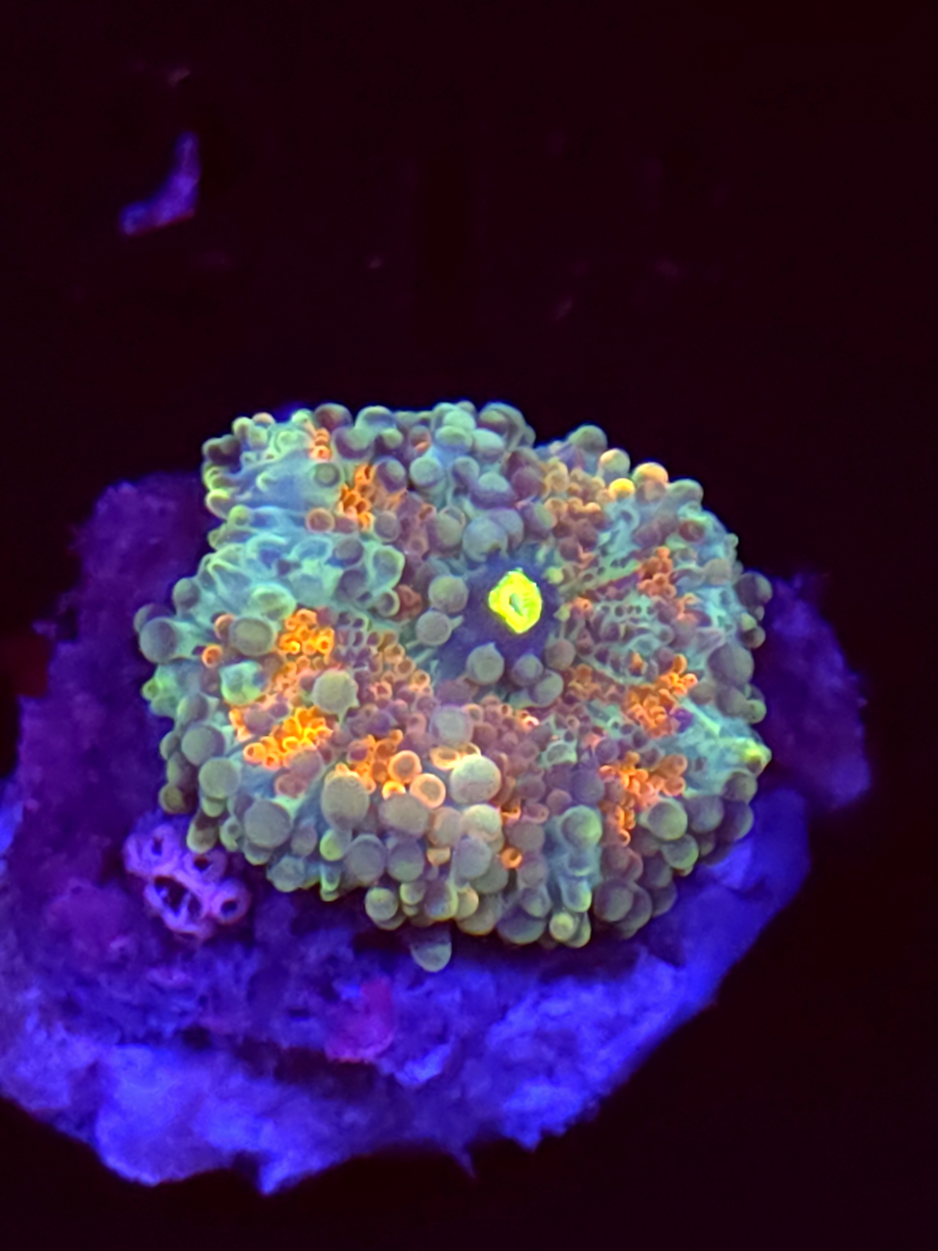 SBB "No Name" Mushroom Medium