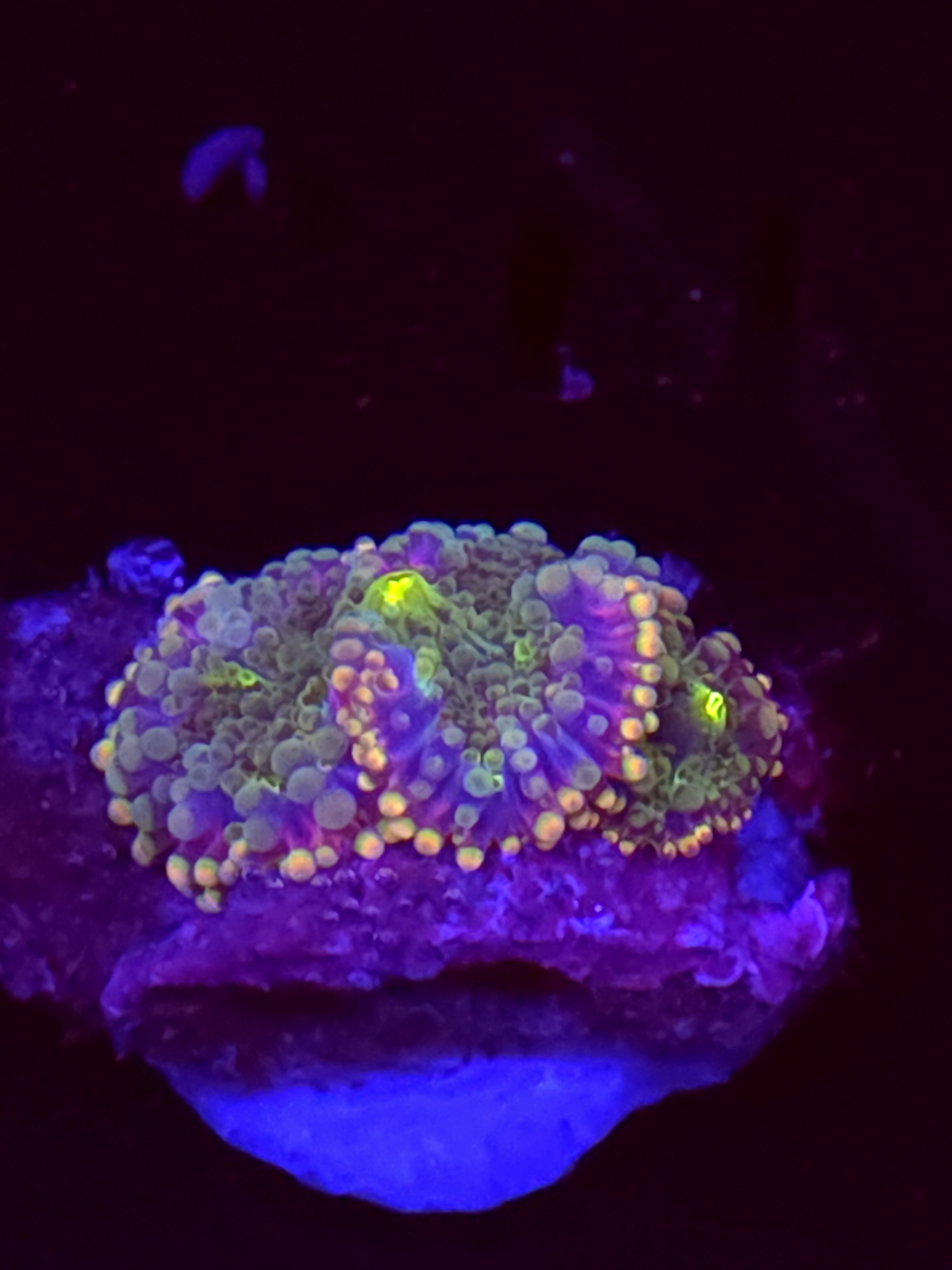 SBB "No Name" Mushroom Medium