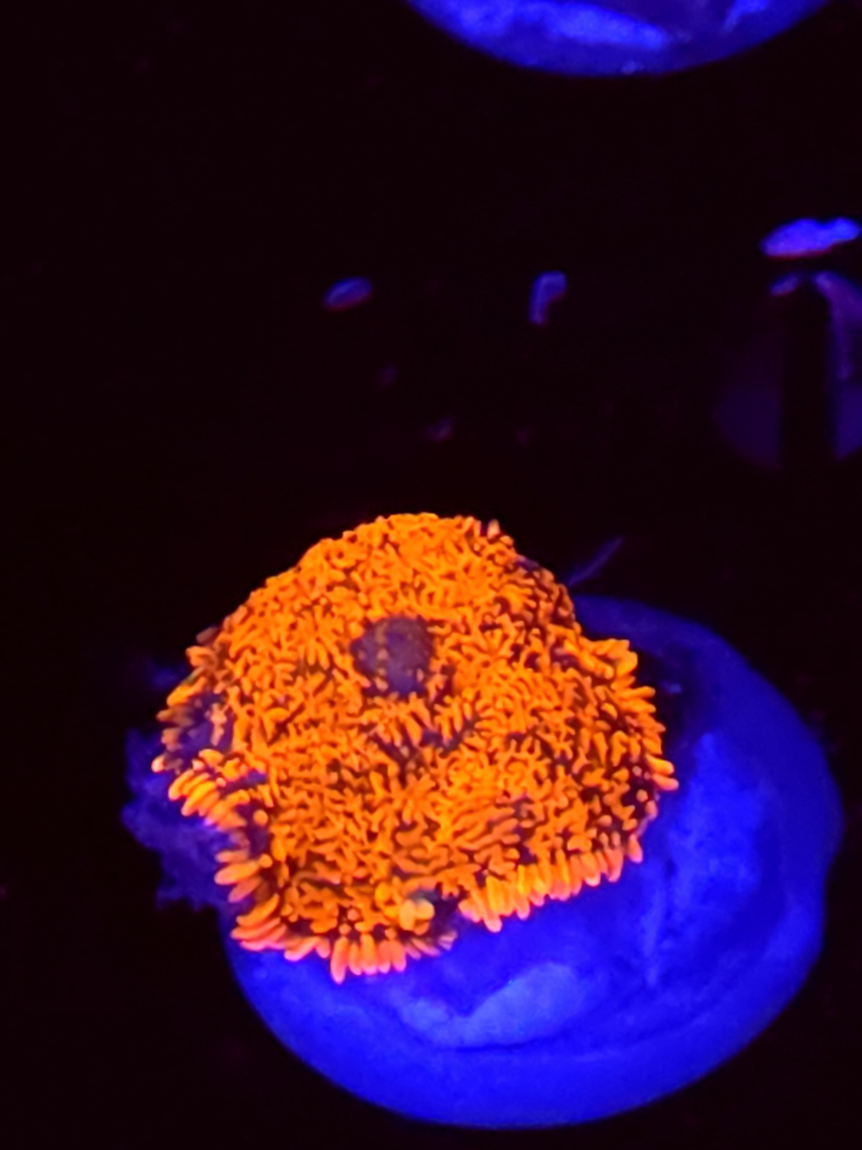 SBB "No Name" Mushroom Small