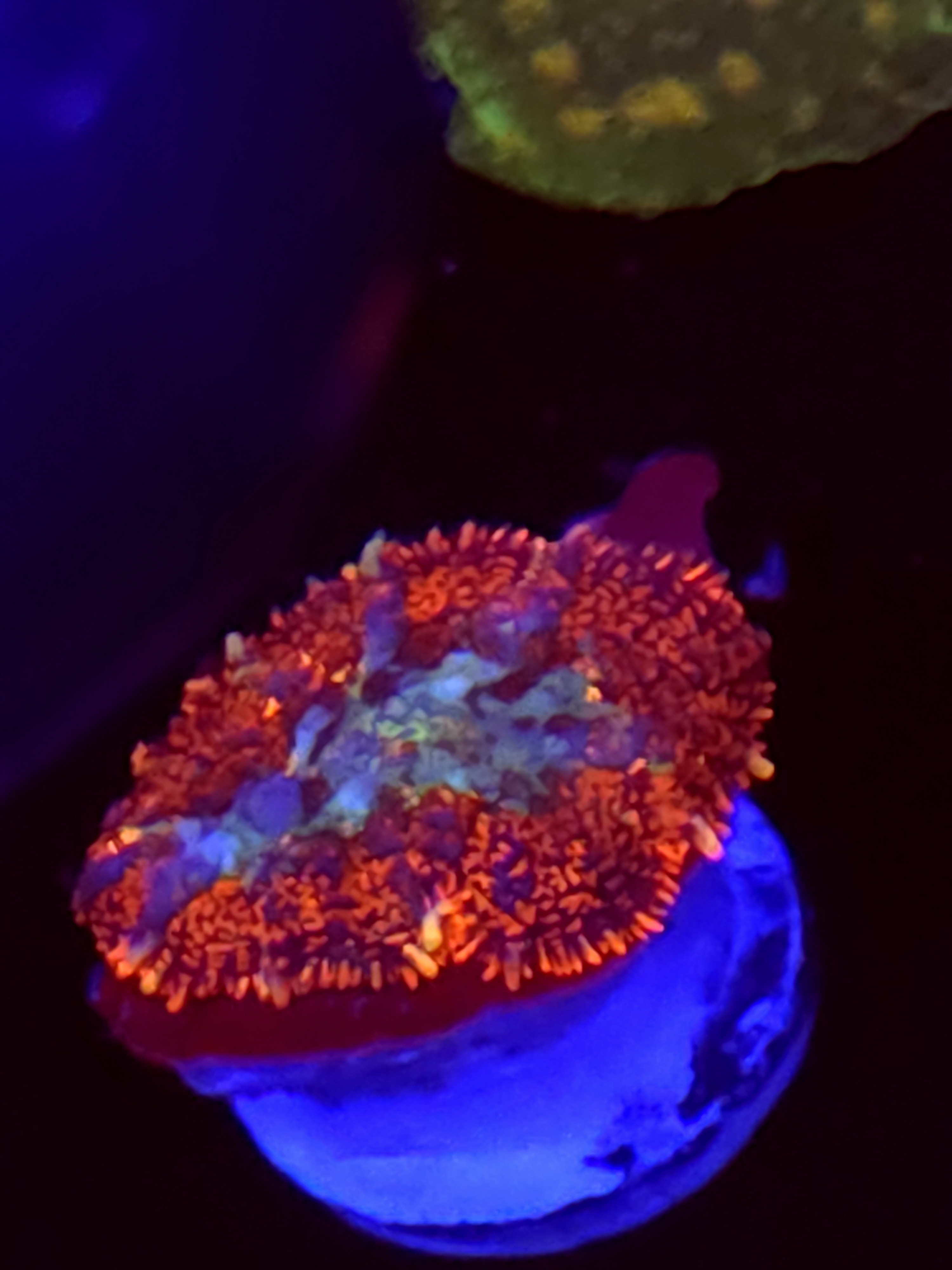 SBB "No Name" Mushroom Medium