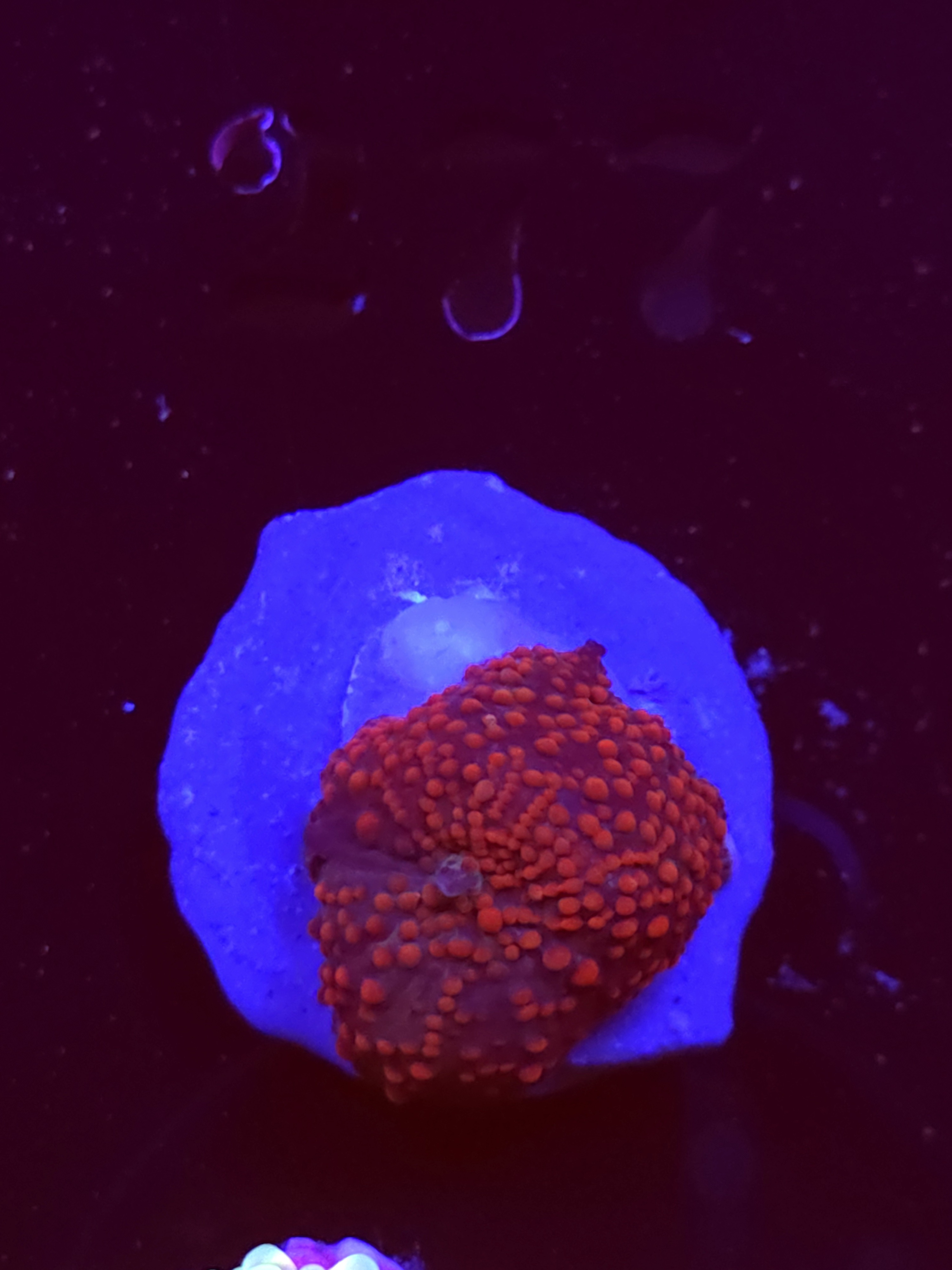 SBB "No Name" Mushroom Small