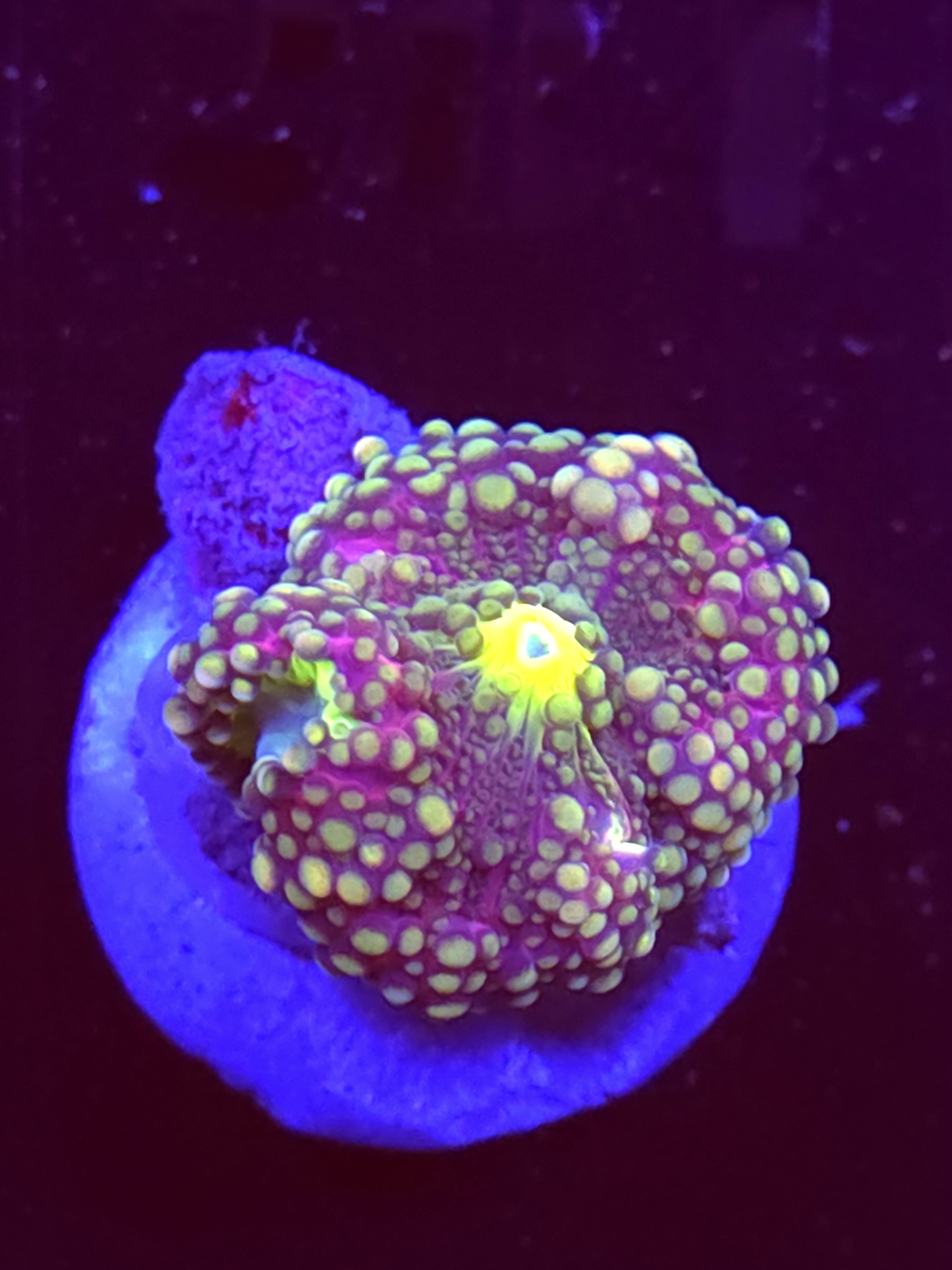 SBB "No Name" Mushroom Medium
