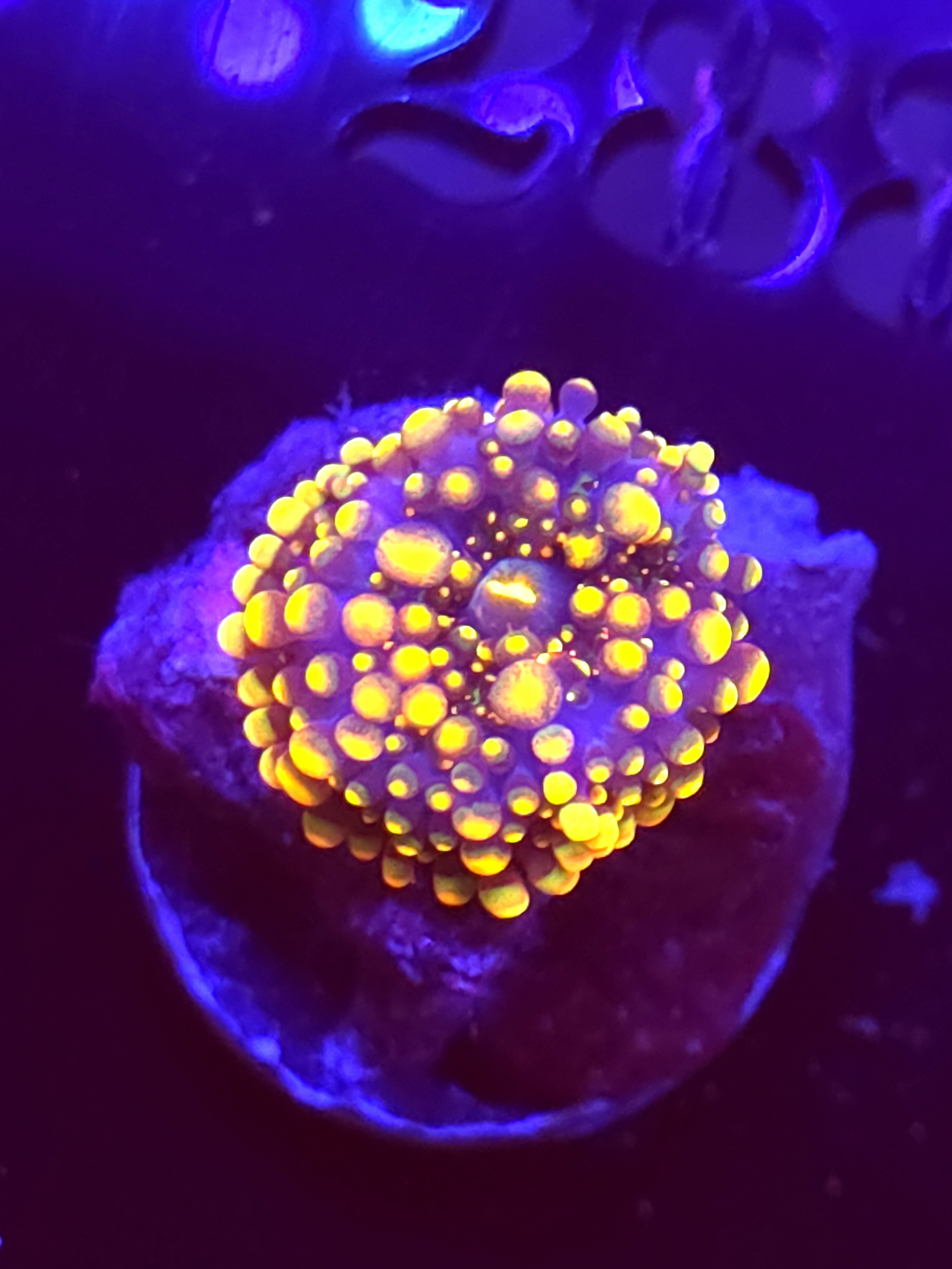 SBB "No Name" Mushroom Small