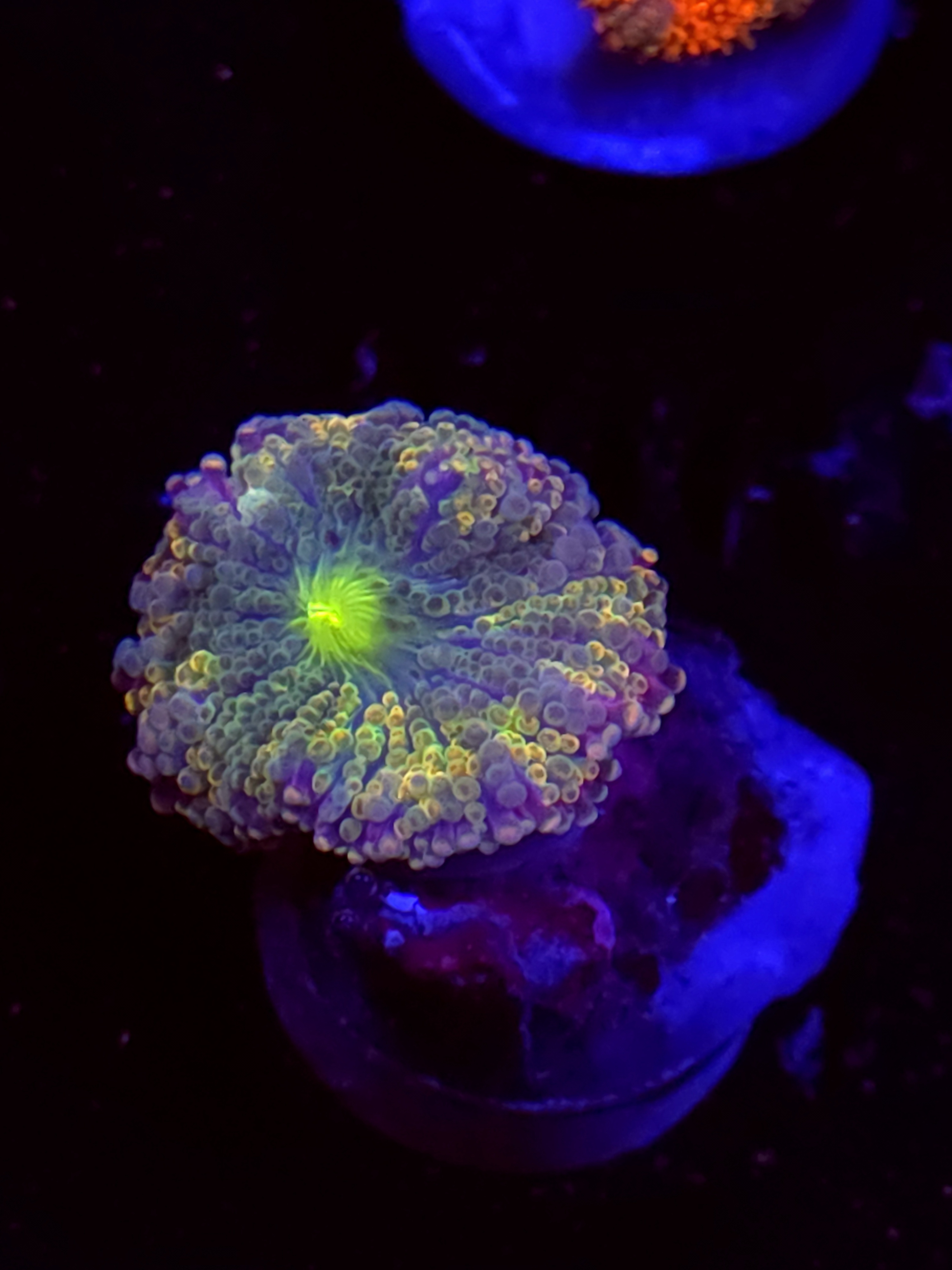 SBB "No Name" Mushroom Medium