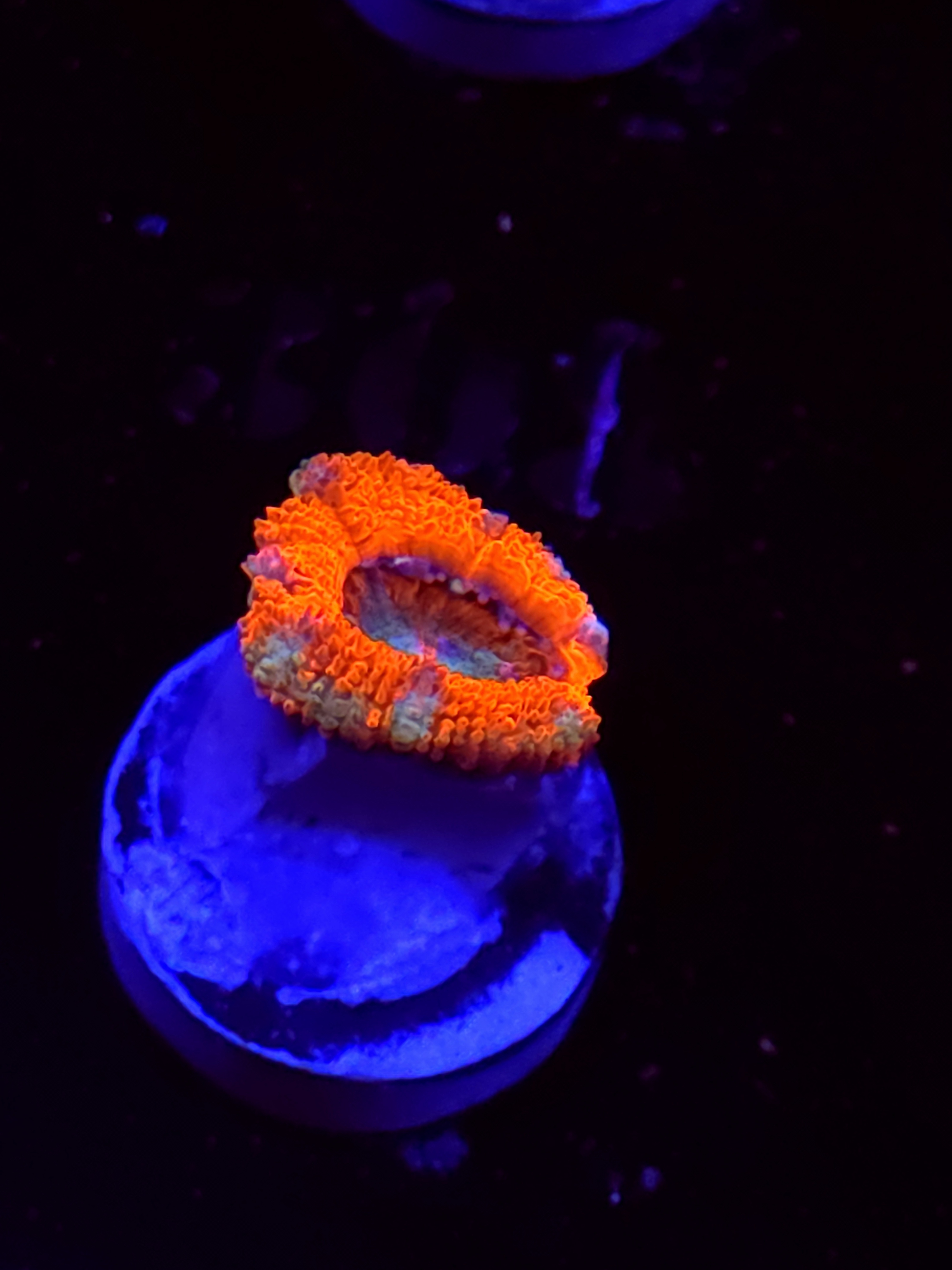 SBB "Pink Chaos" Acan 1 Head