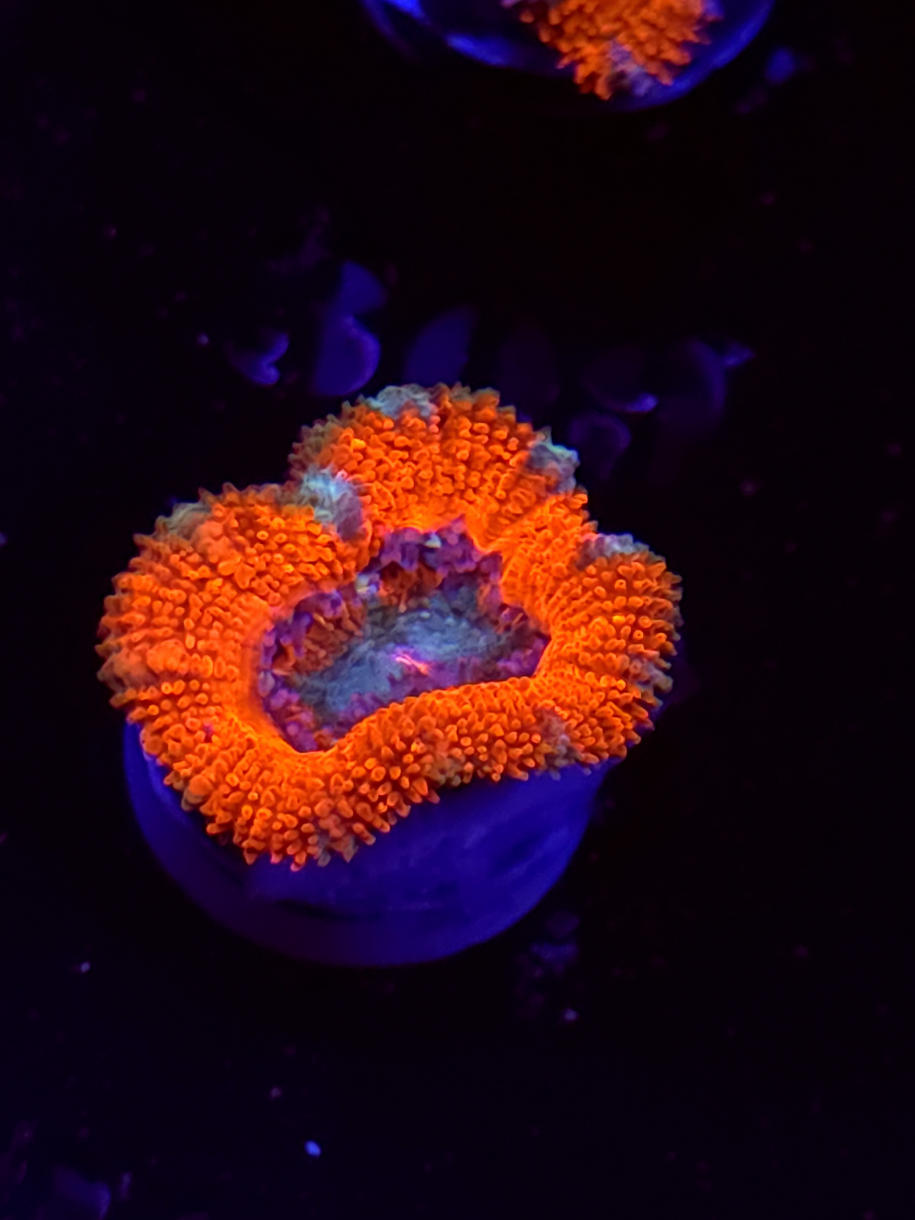 SBB "Pink Chaos" Acan 1 Head