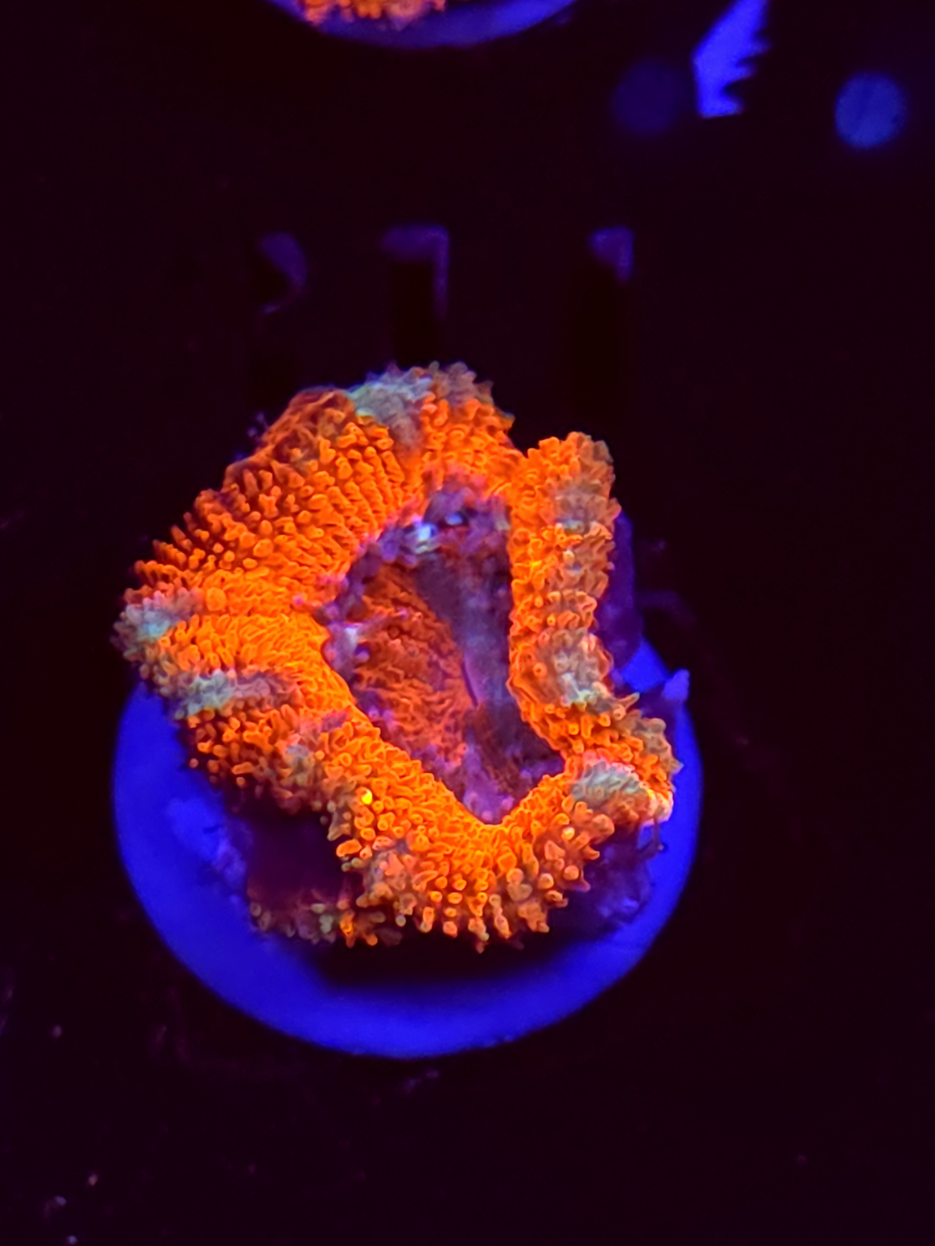 SBB "Pink Chaos" Acan 1 Head