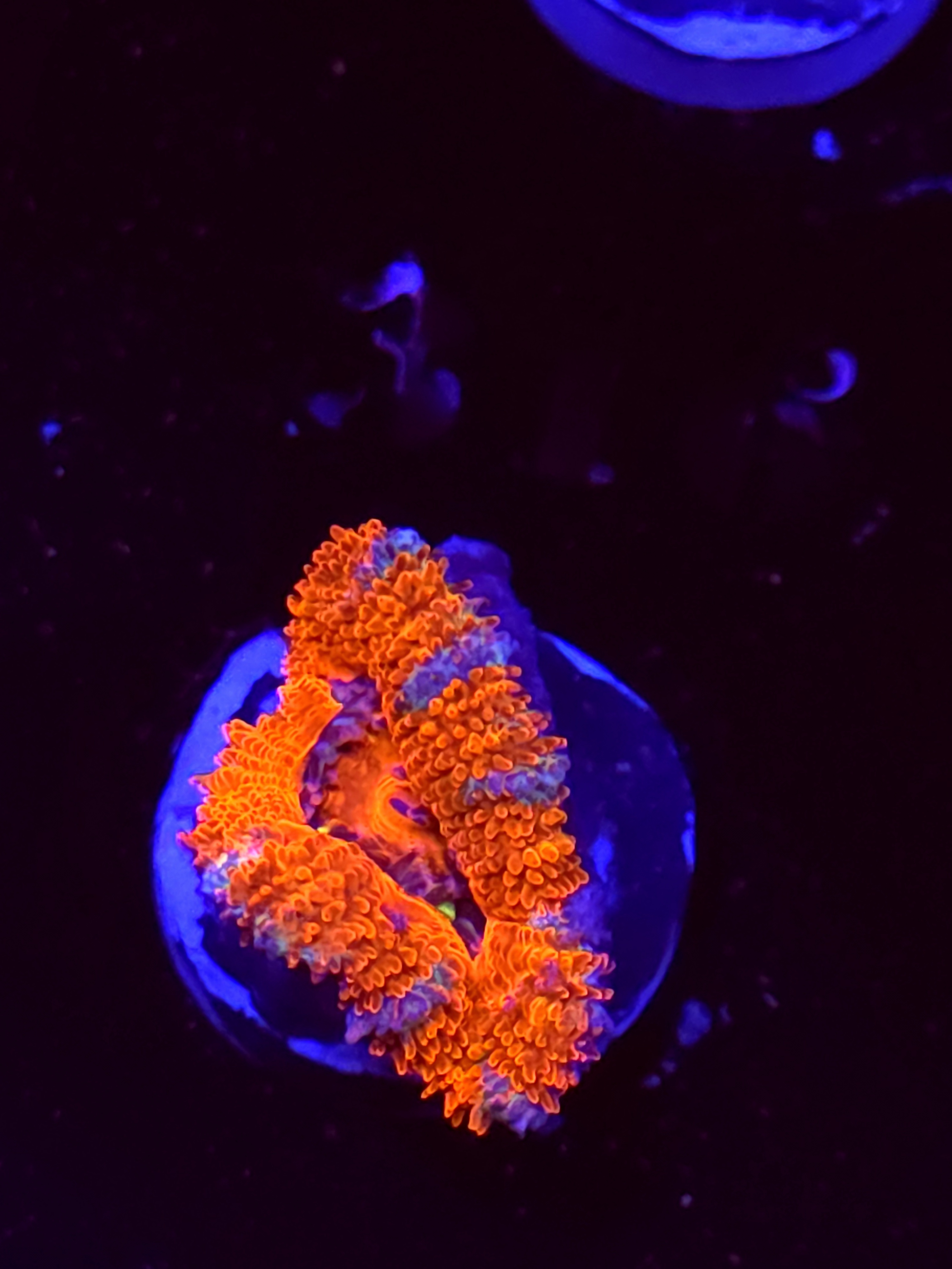 SBB "Grape Dragon" Acan 1 Head