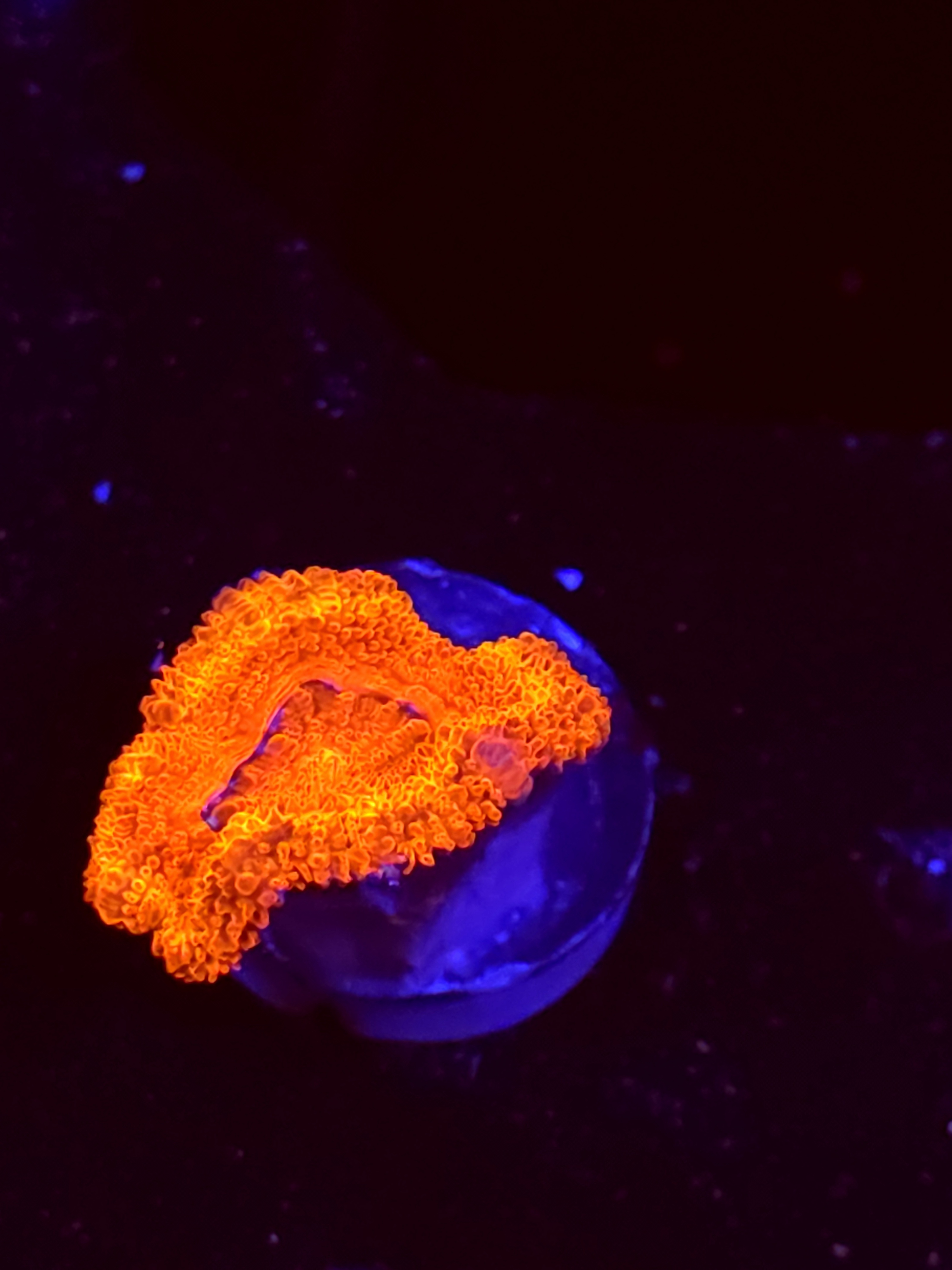 SBB "Toxic Taffy" Acan 1 Head