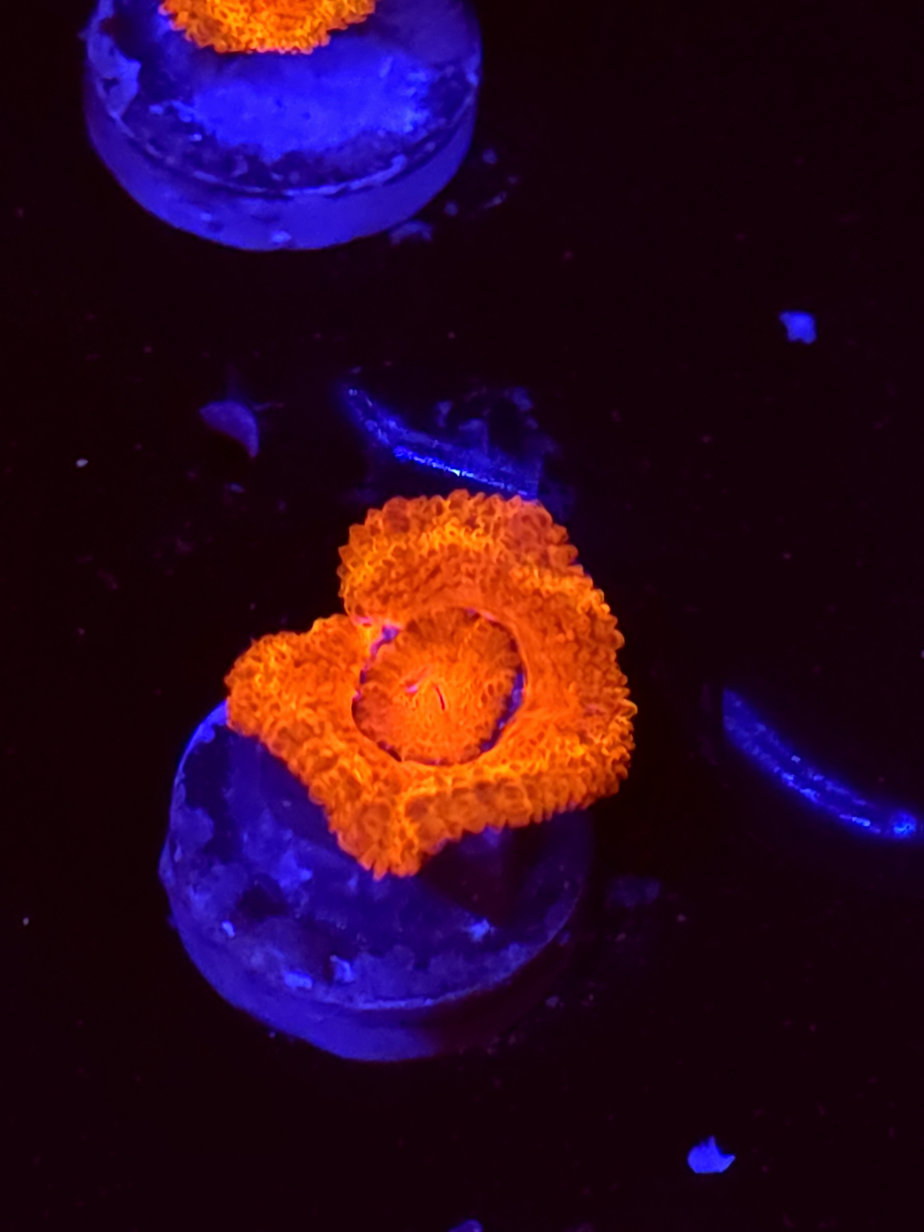 SBB "Toxic Taffy" Acan 1 Head