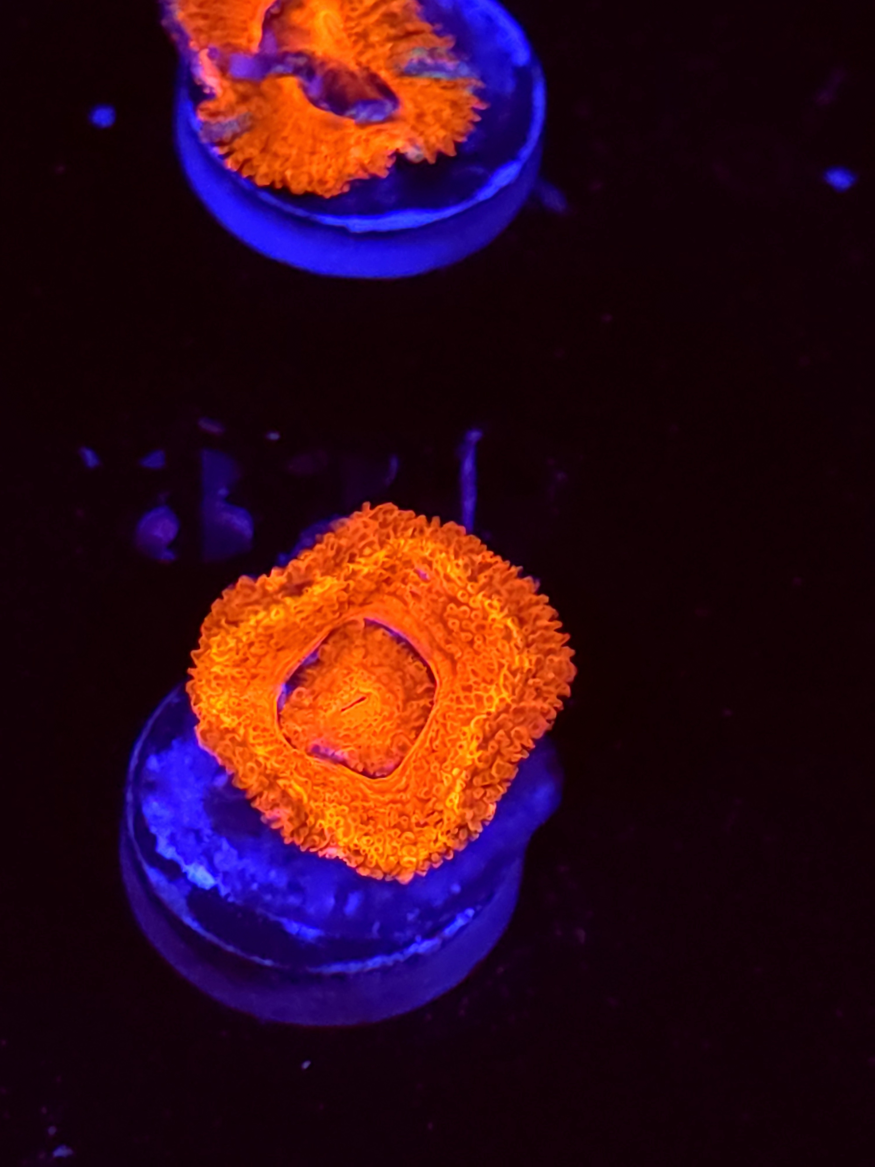 SBB "Toxic Taffy" Acan 1 Head