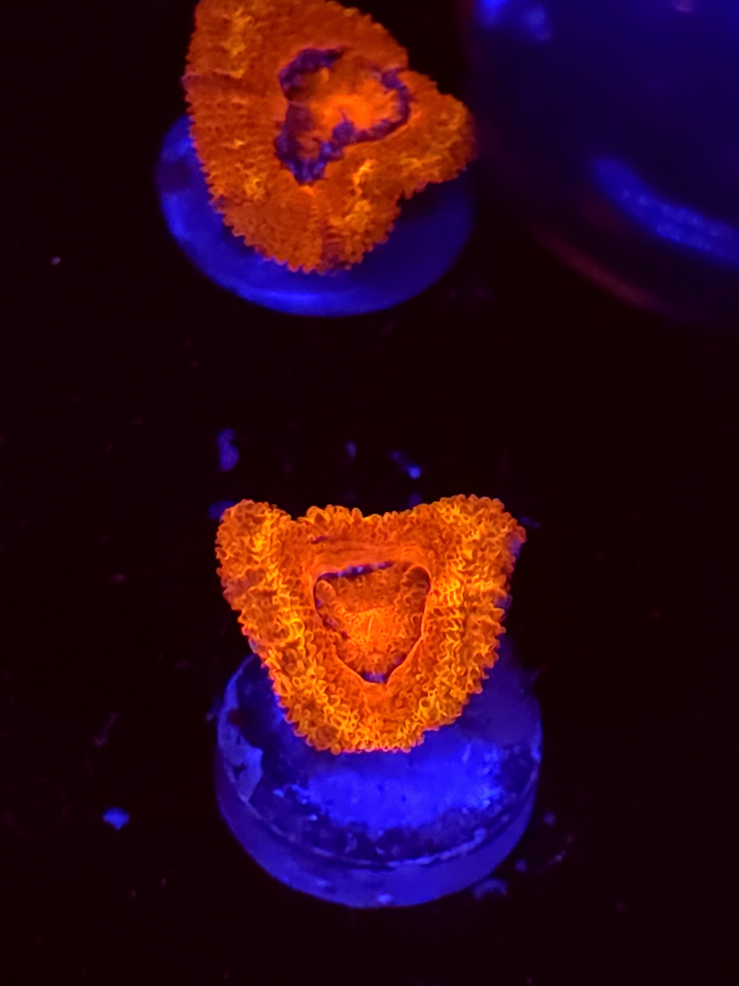 SBB "Toxic Taffy" Acan 1 Head