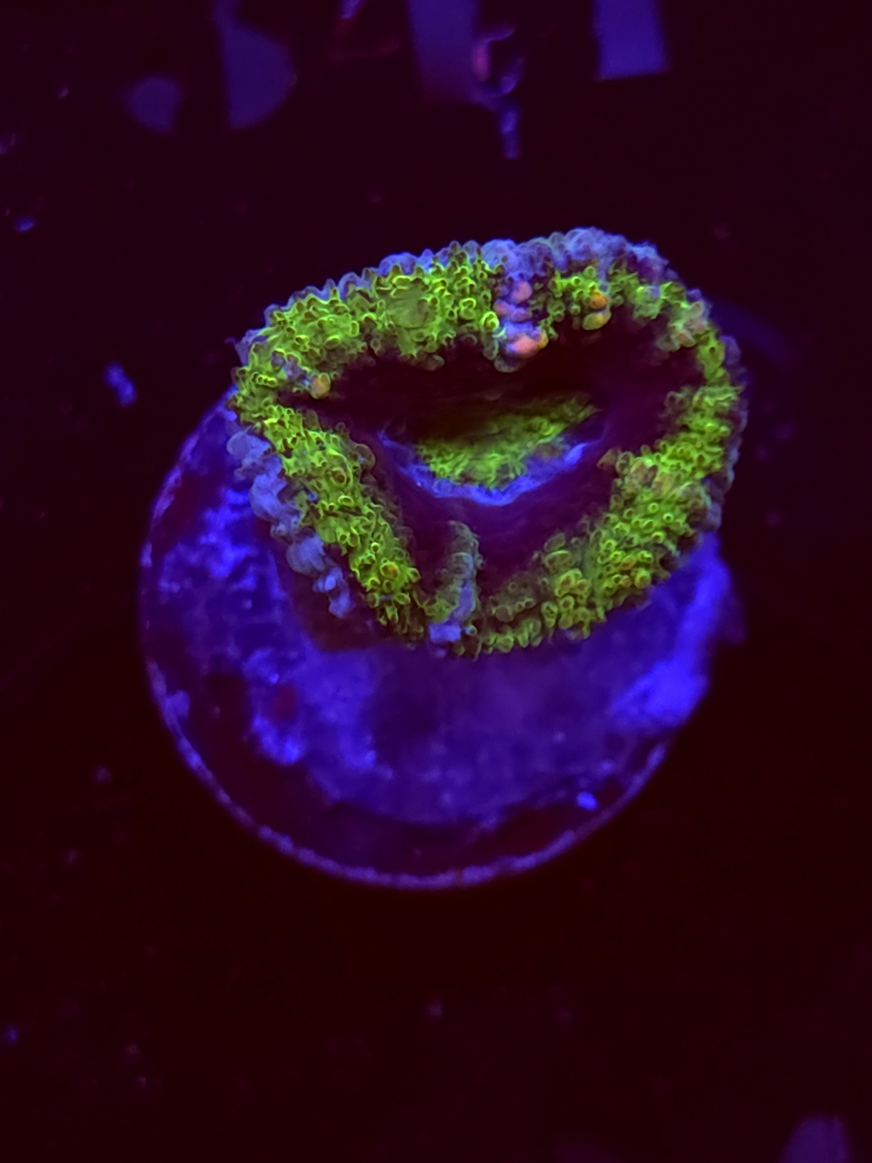 SBB "Sugar Crush" Acan 1 Head
