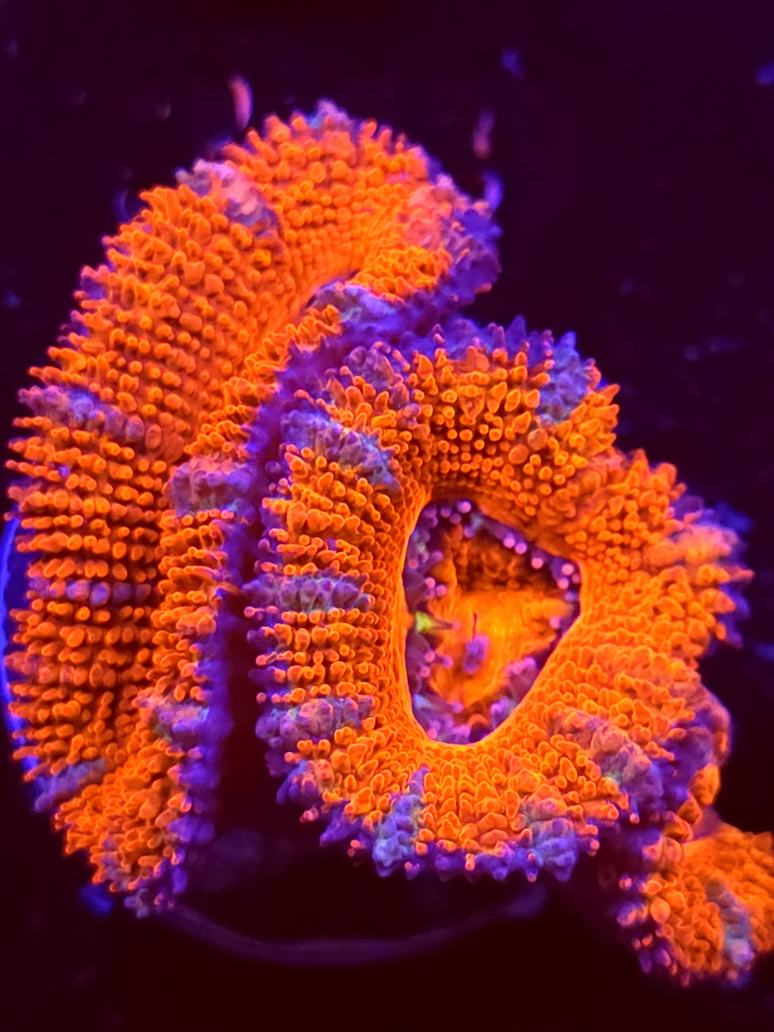 SBB "Grape Dragon" Acan 3 Heads