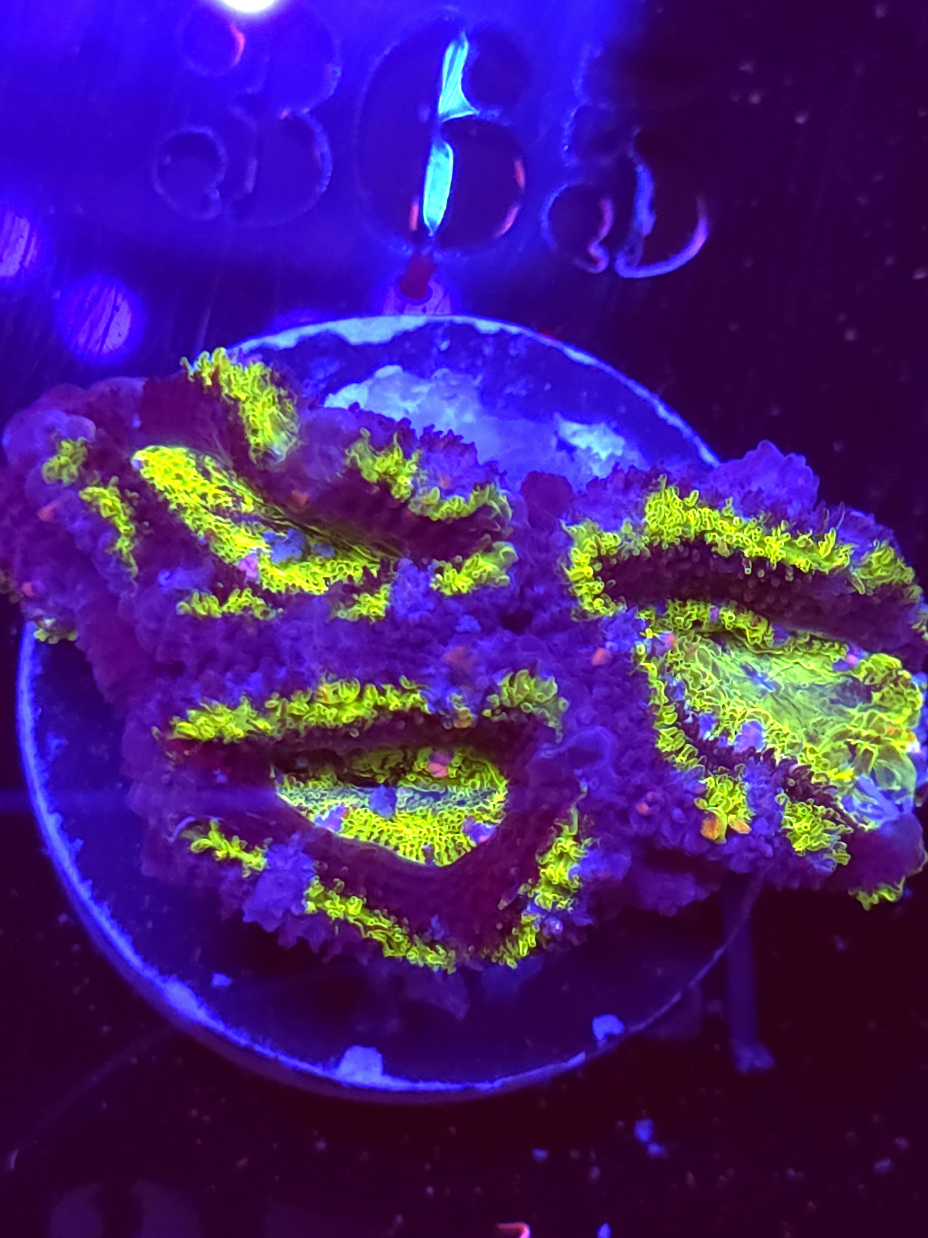 SBB "Acid Drip" Acan 3 Heads