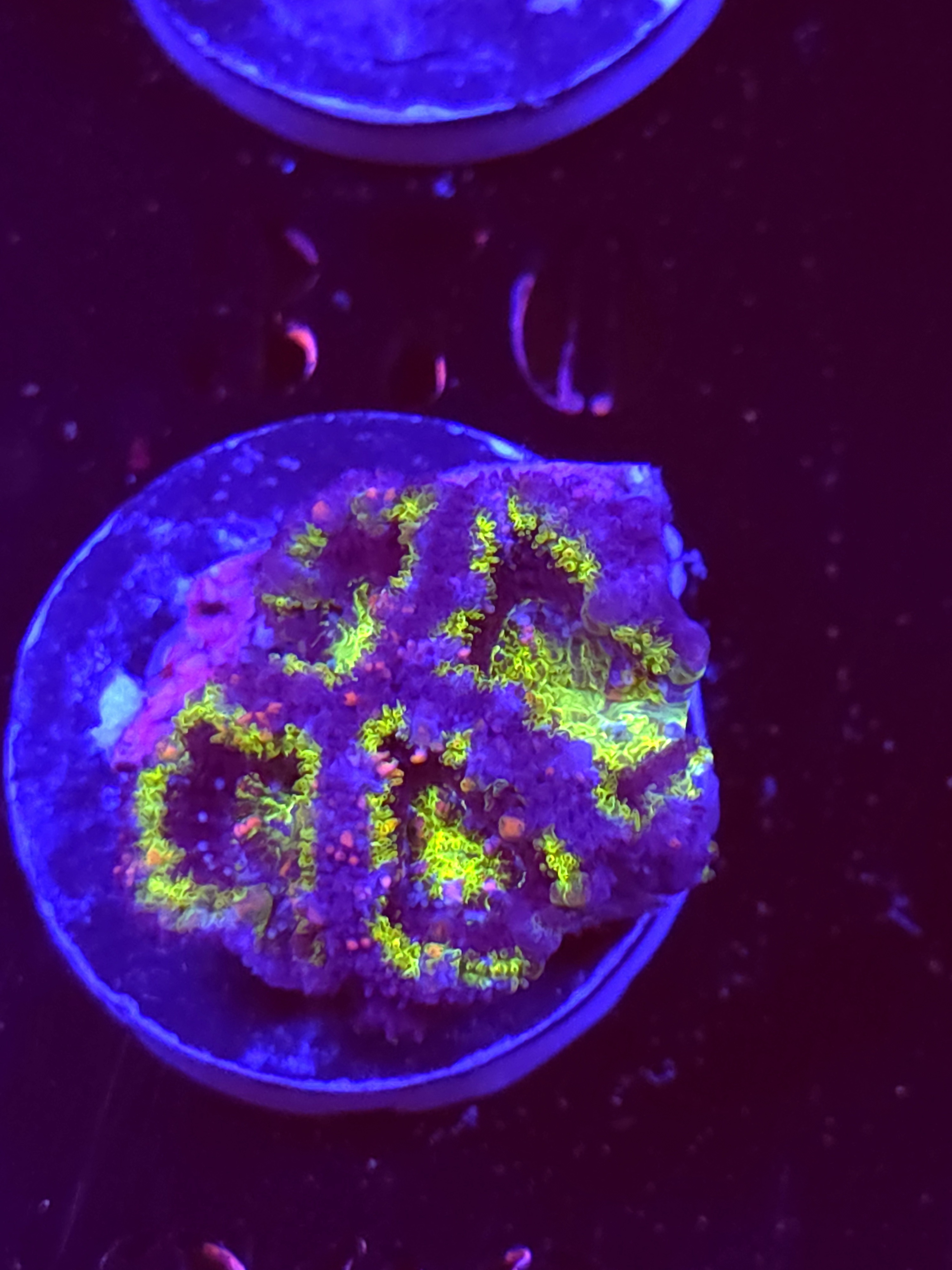 SBB "Acid Drip" Acan 4 Heads