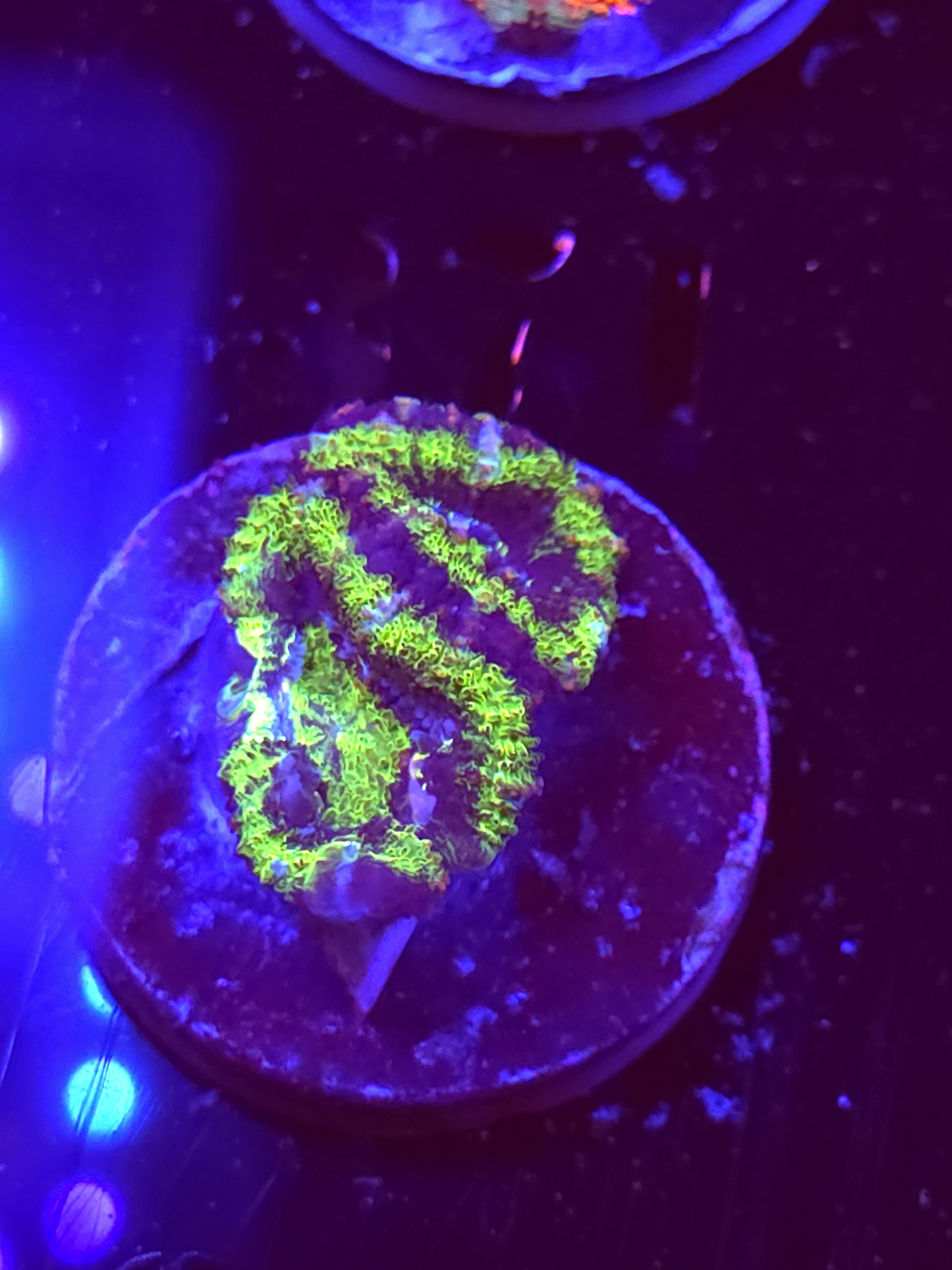 SBB "Neon Drip" Acan 2 Head