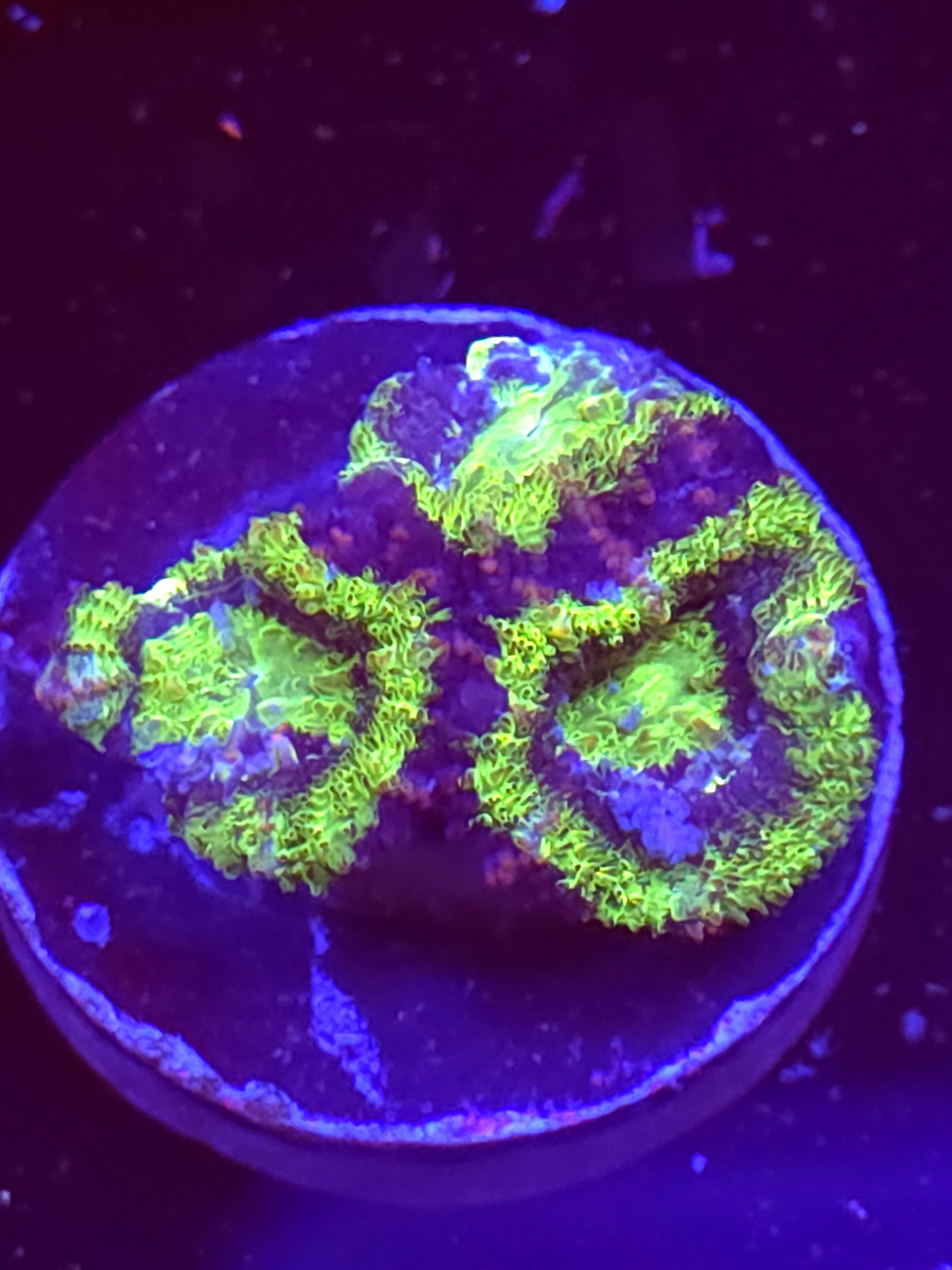SBB "Neon Drip" Acan 3 Heads