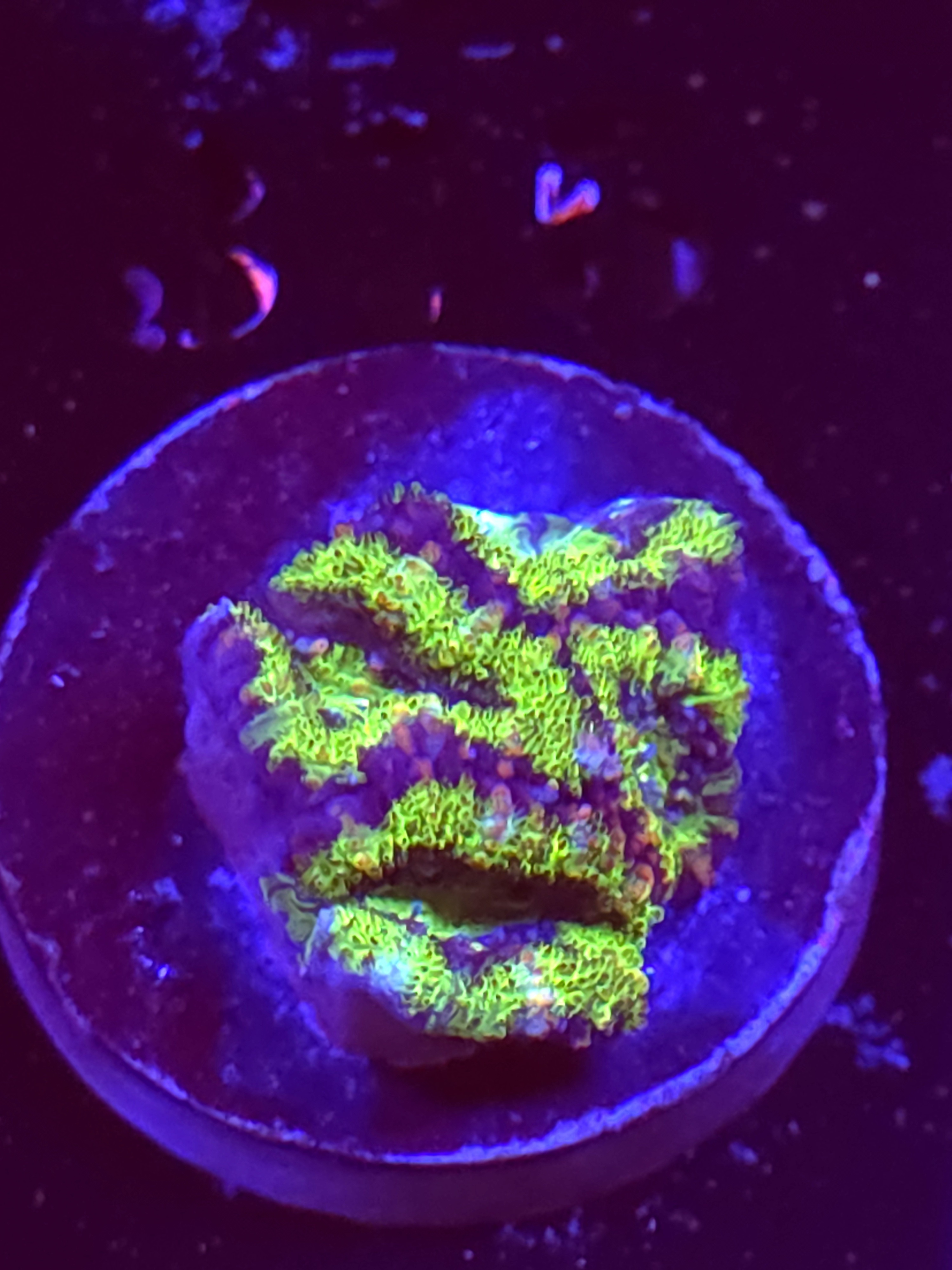 SBB "Neon Drip" Acan 4 Heads