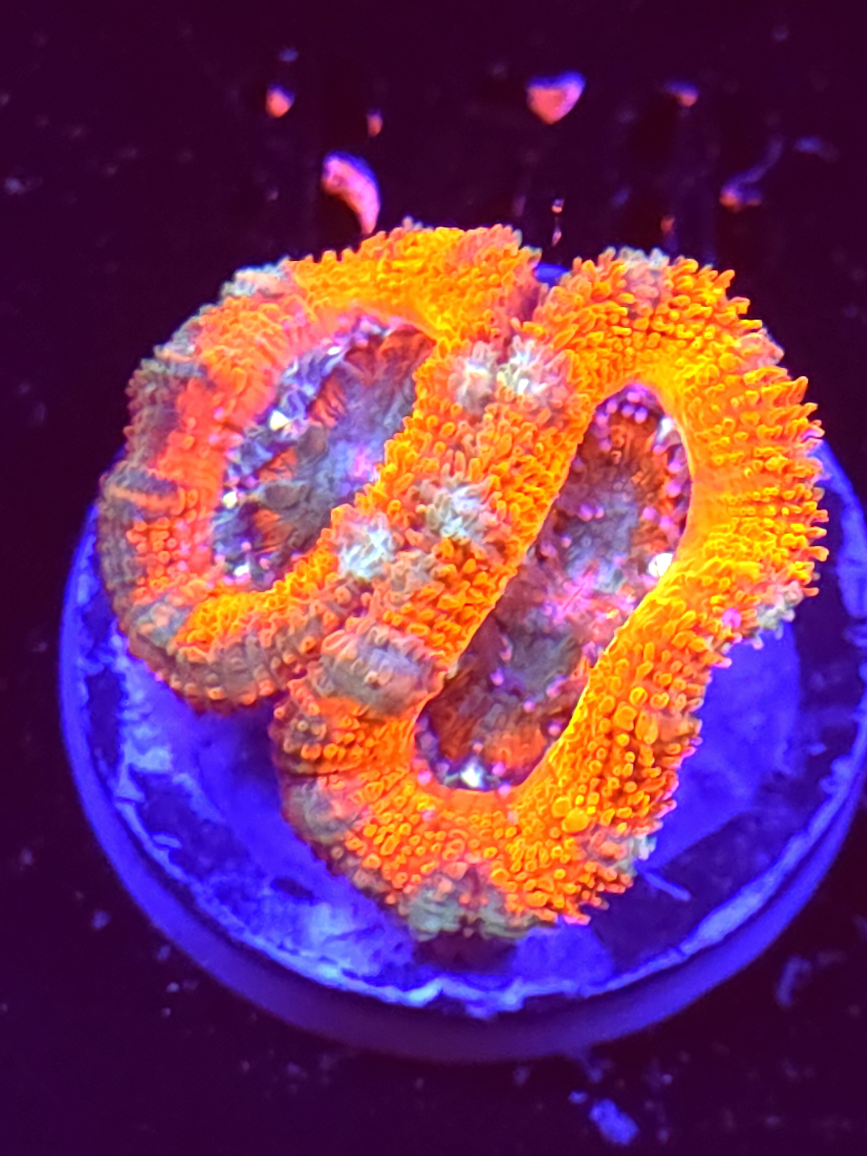 SBB "Pink Chaos" Acan 2 Heads